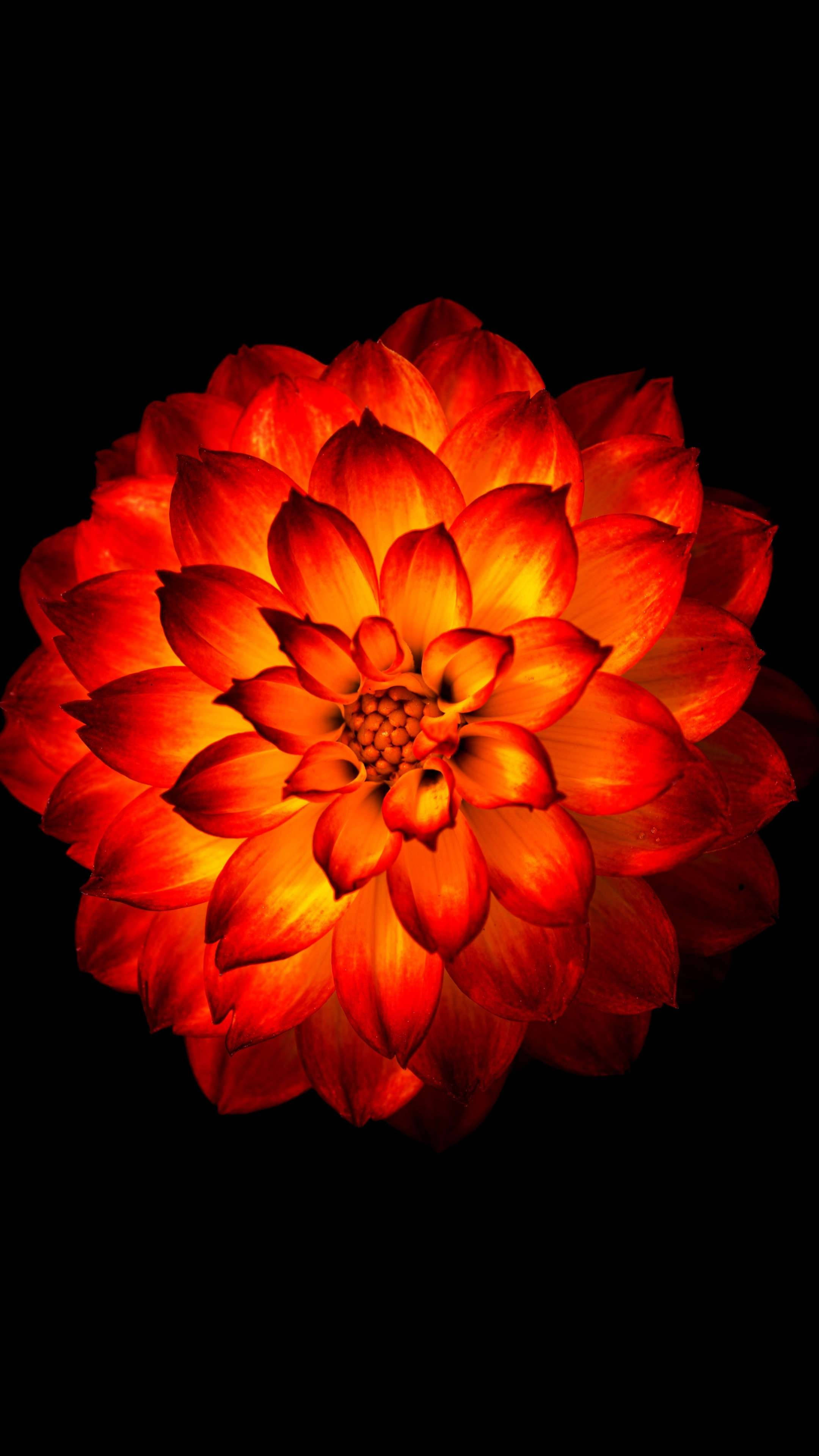 glowing dahlia flower, radiant red dahlia, pure black background, 4K Phone Wallpaper