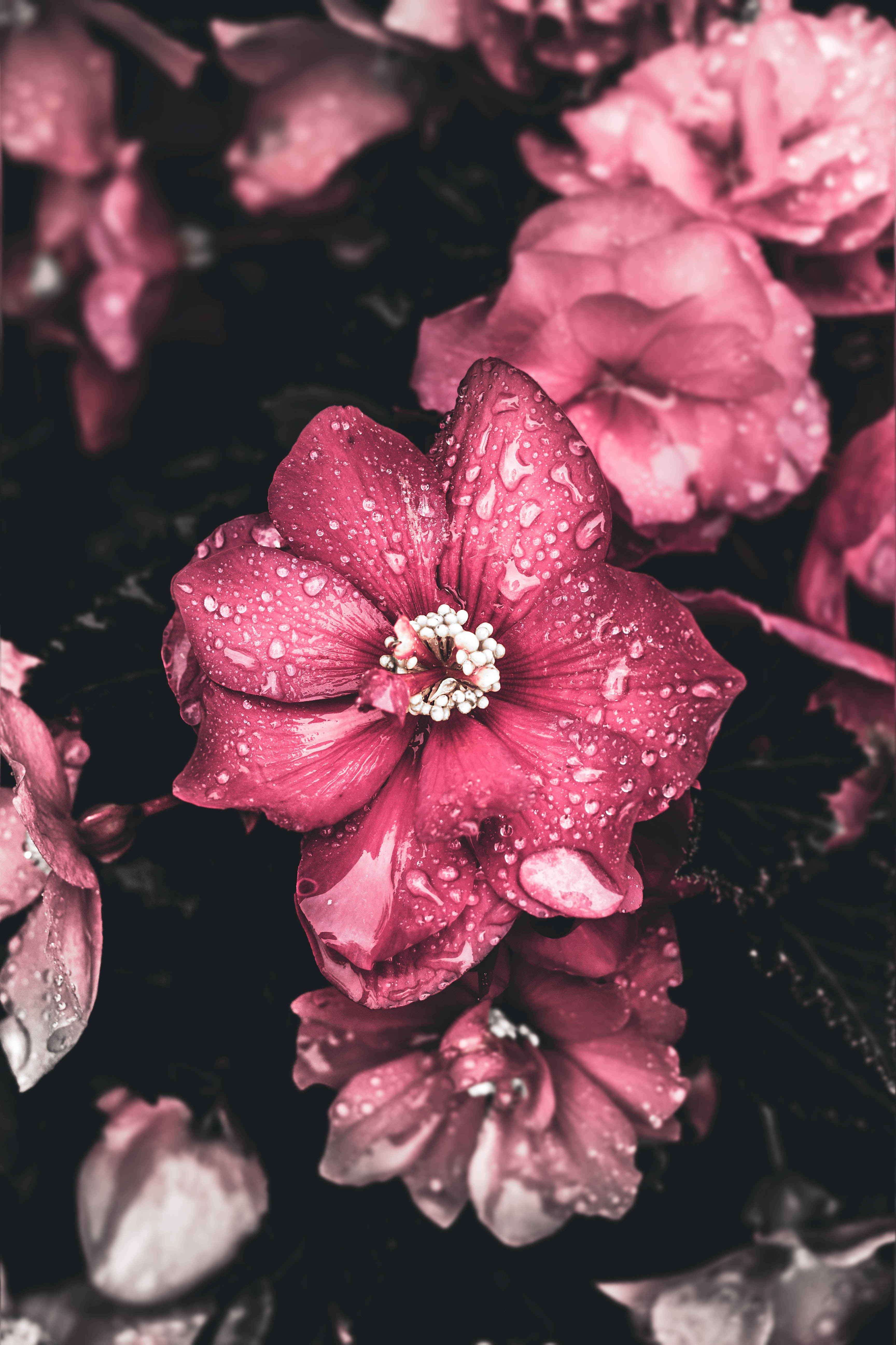 wet pink flowers, magenta hibiscus, dewdrops, 5K Phone Wallpaper