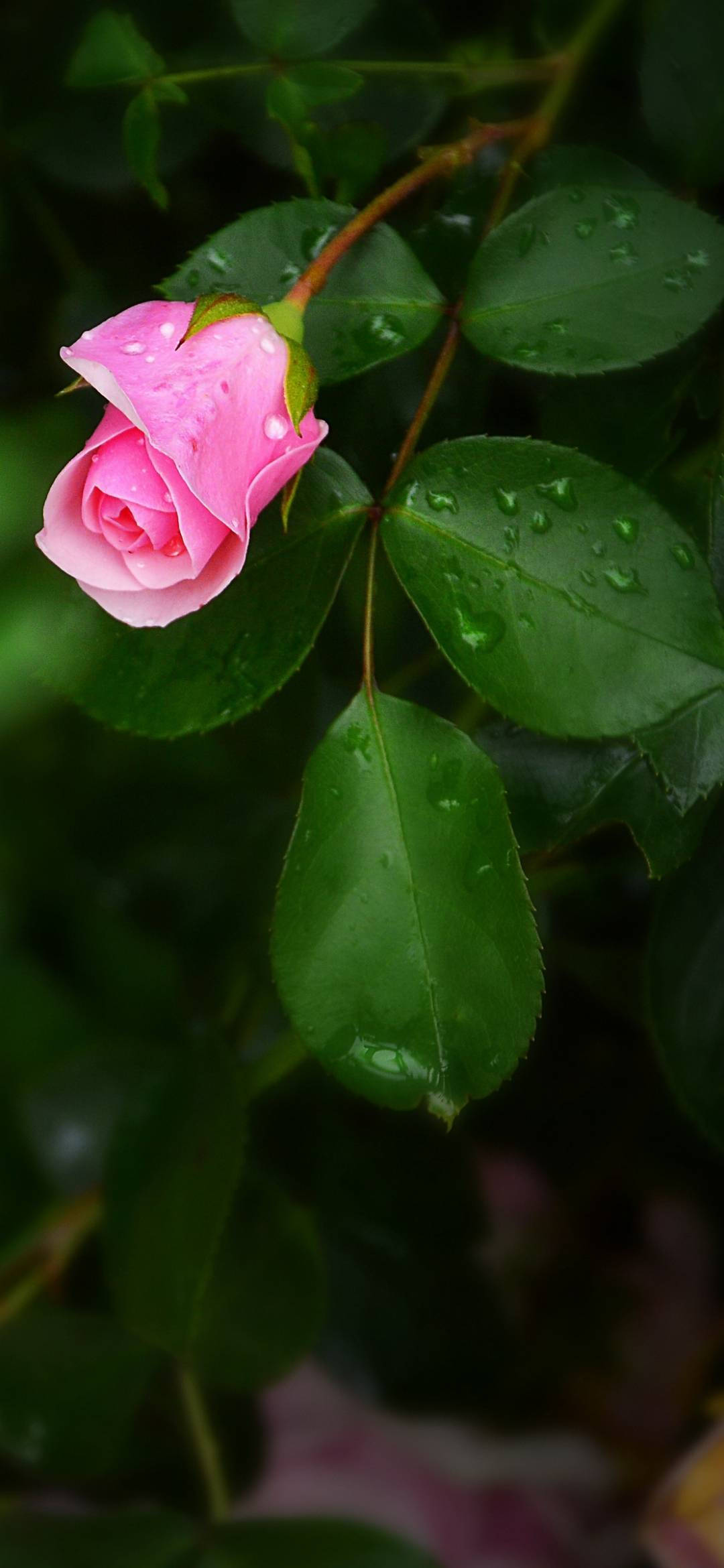 pink rose, leaves, raindrops, Full HD Phone Wallpaper