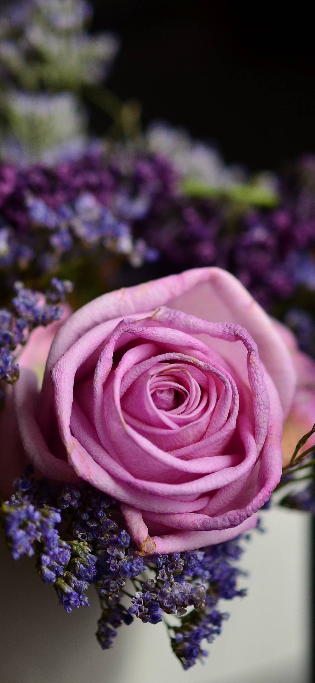 pink rose, delicate purple filler flowers, dark blurred background, Full HD Phone Wallpaper