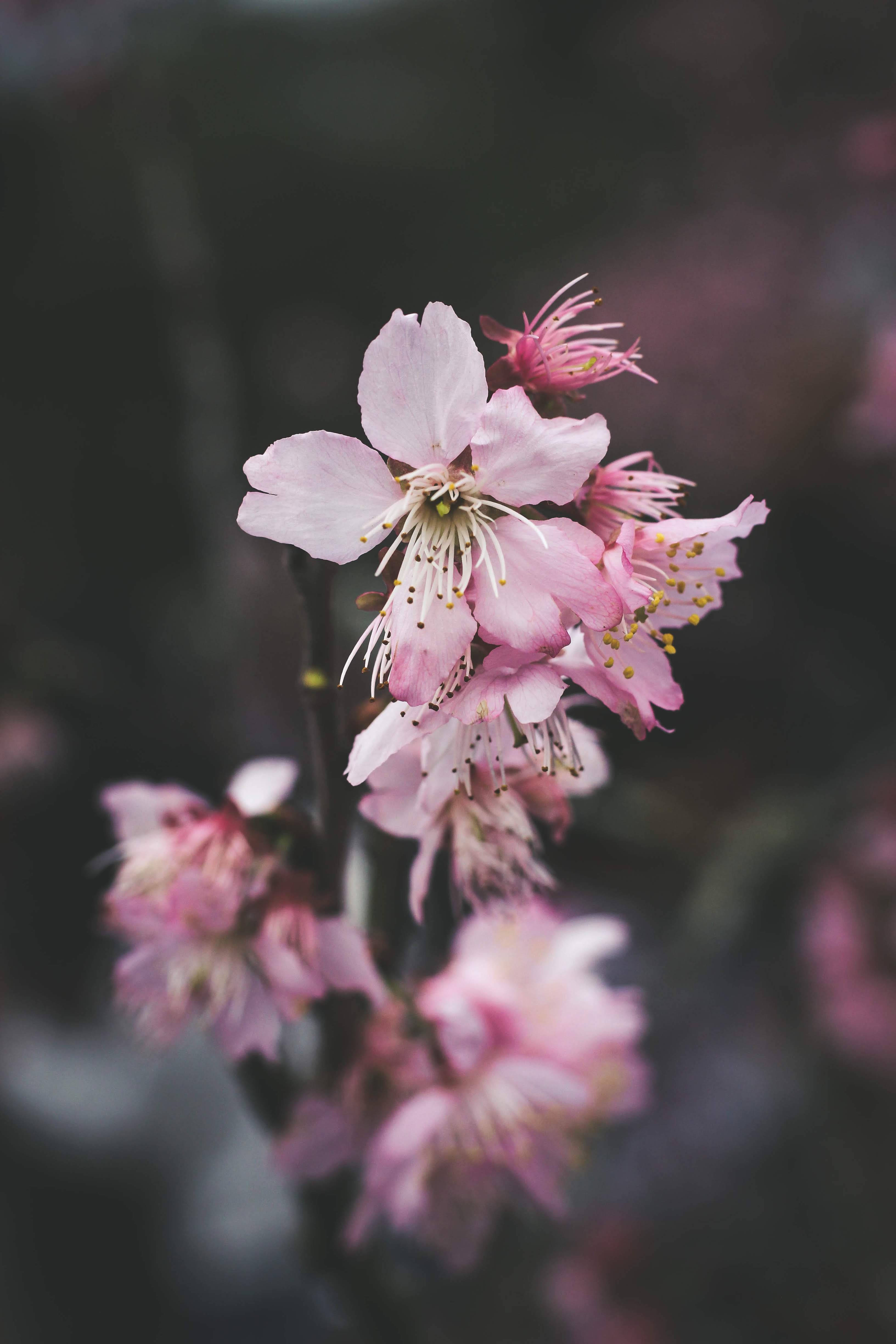 cherry blossom pink, pink cherry blossoms, dark blurred background, 4K Phone Wallpaper