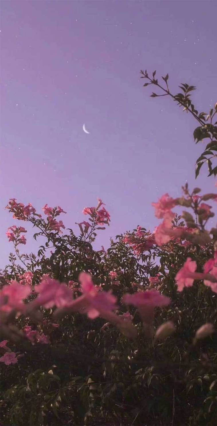 crescent moon, starry lavender twilight sky, pink blossoms, HD Phone Wallpaper