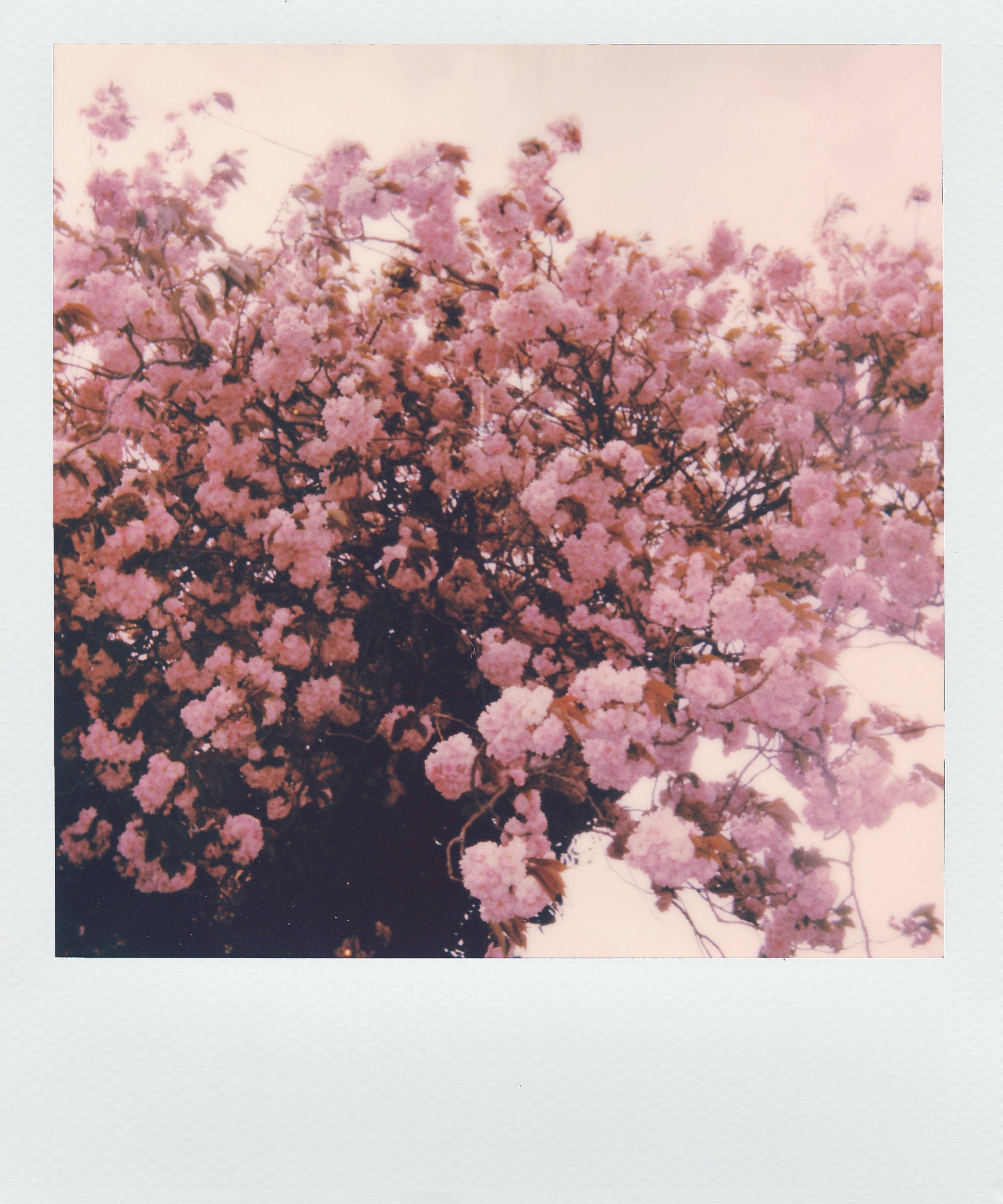 Polaroid photo, pink flowers, cherry blossom tree, Full HD Phone Wallpaper