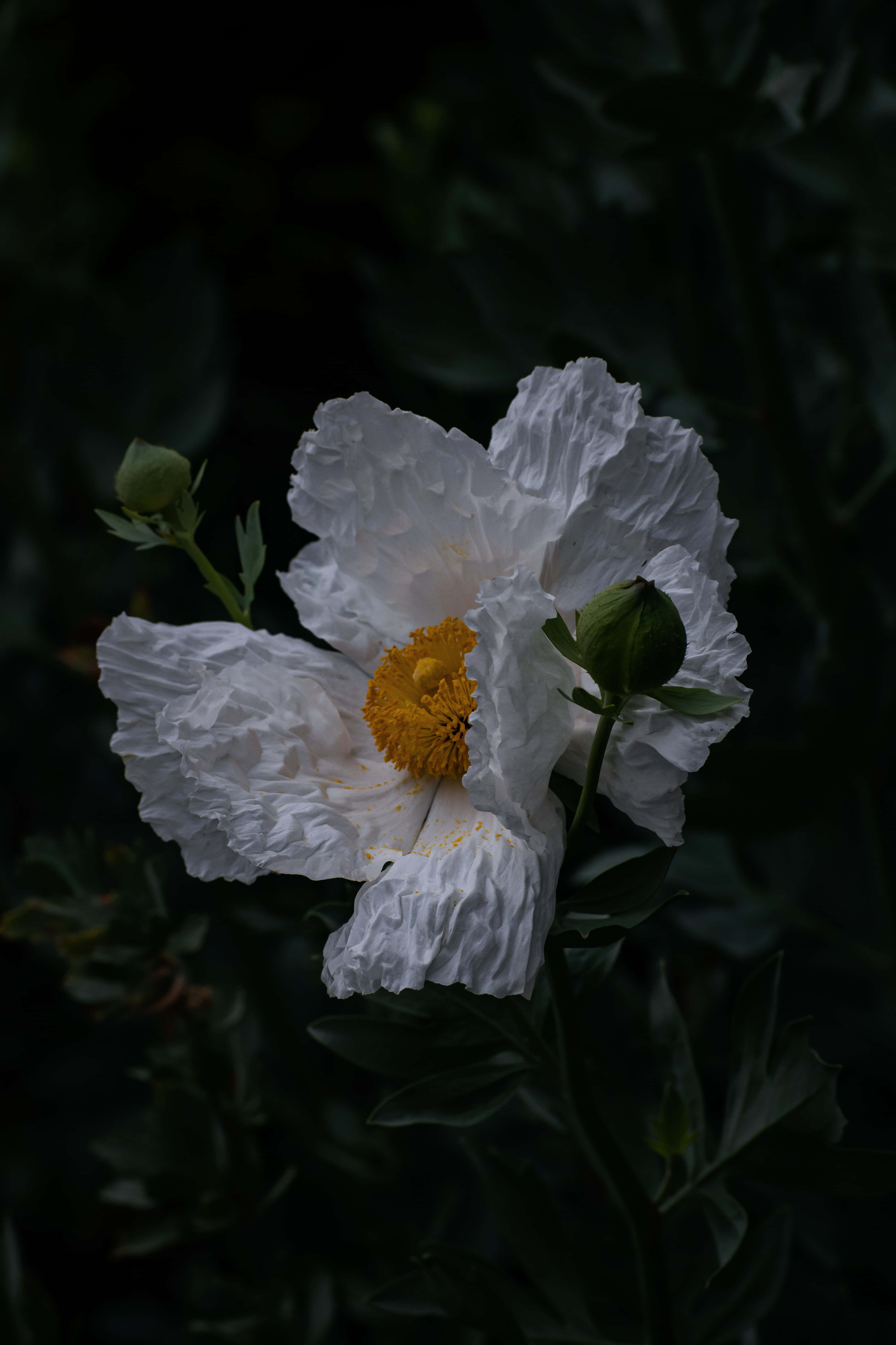Moody Dry California Tree Poppy, white poppy, vibrant yellow center, 5K Phone Wallpaper