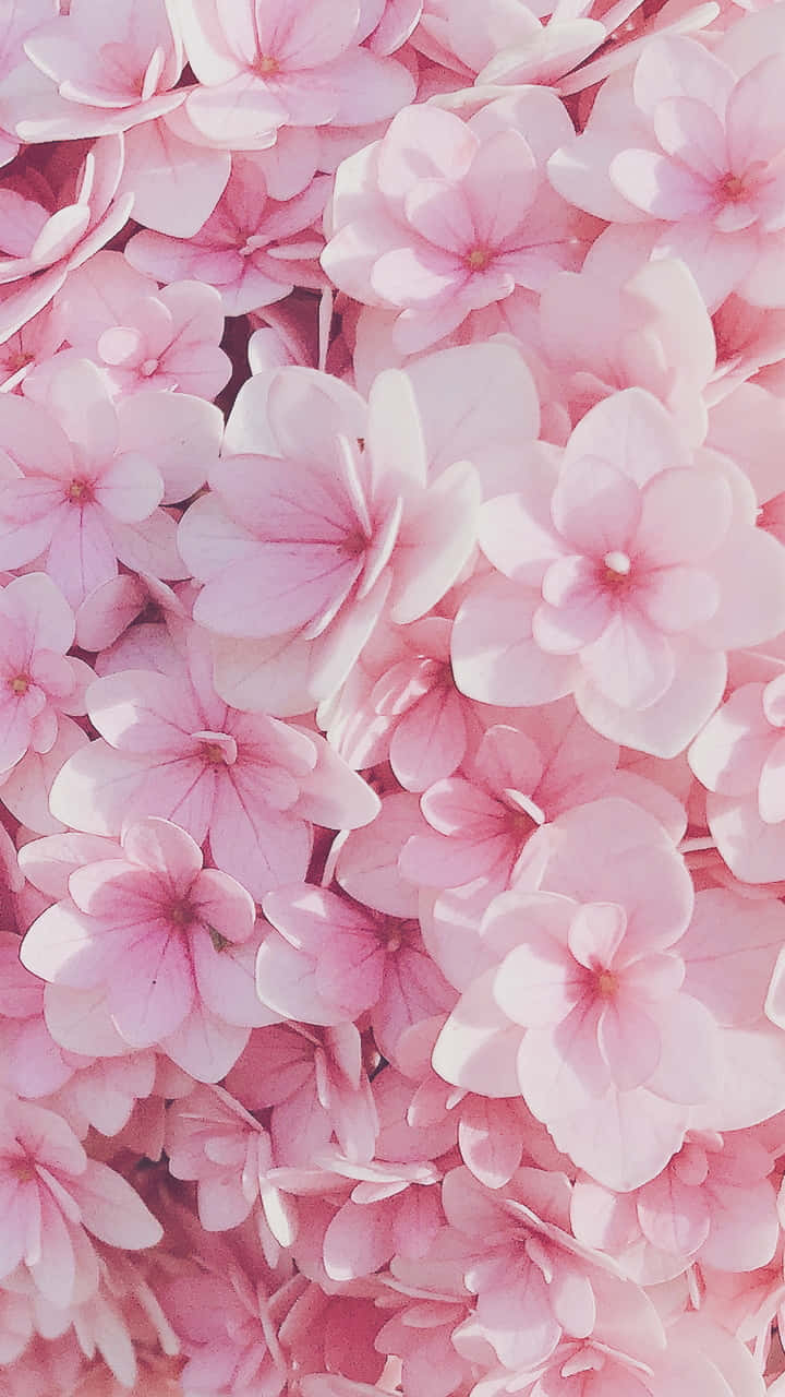 pink flower phone, pastel pink hydrangea, bouquet, HD Phone Wallpaper