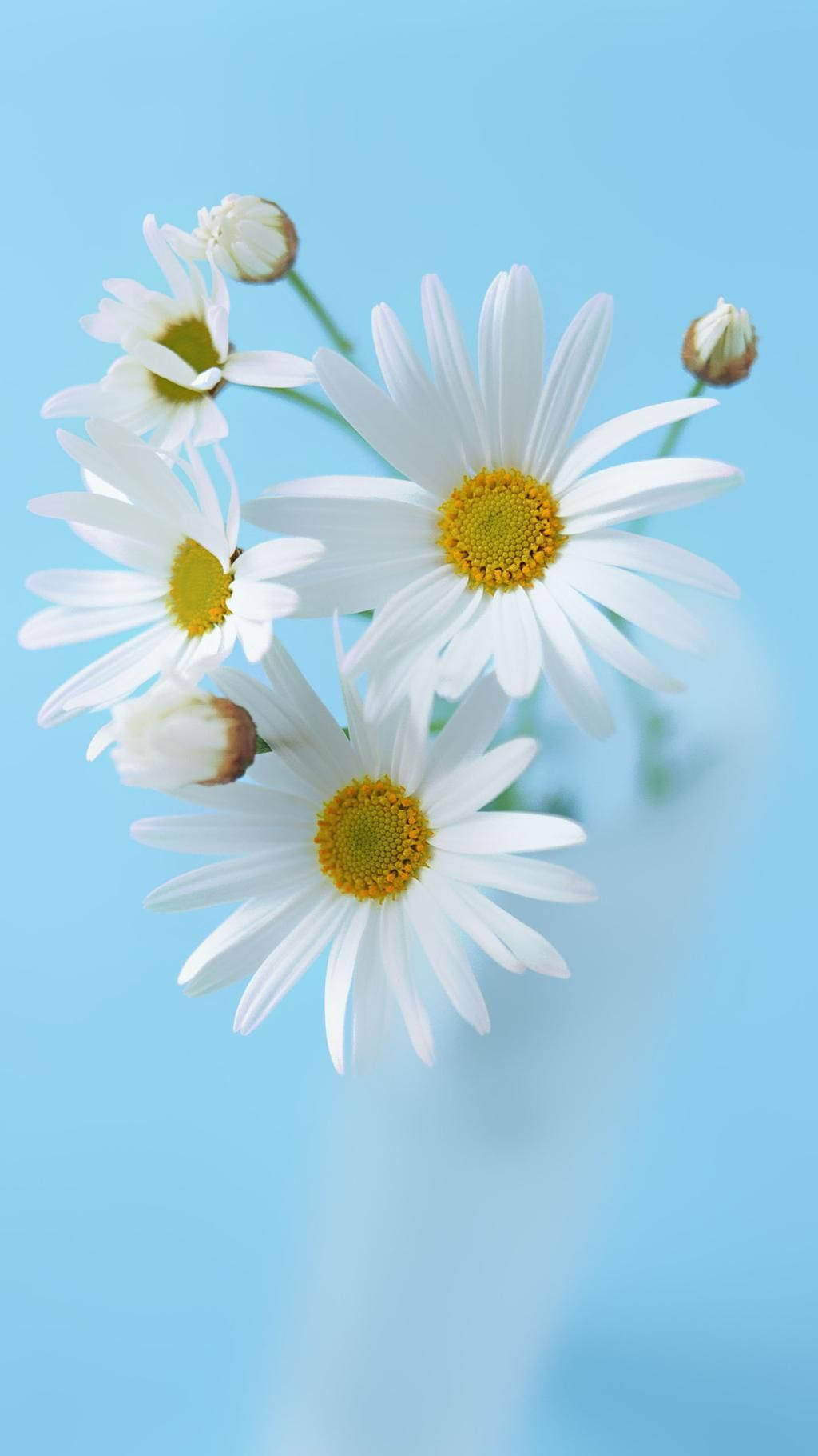 daisy flower arrangement phone, soft white daisies, yellow centers, HD Phone Wallpaper