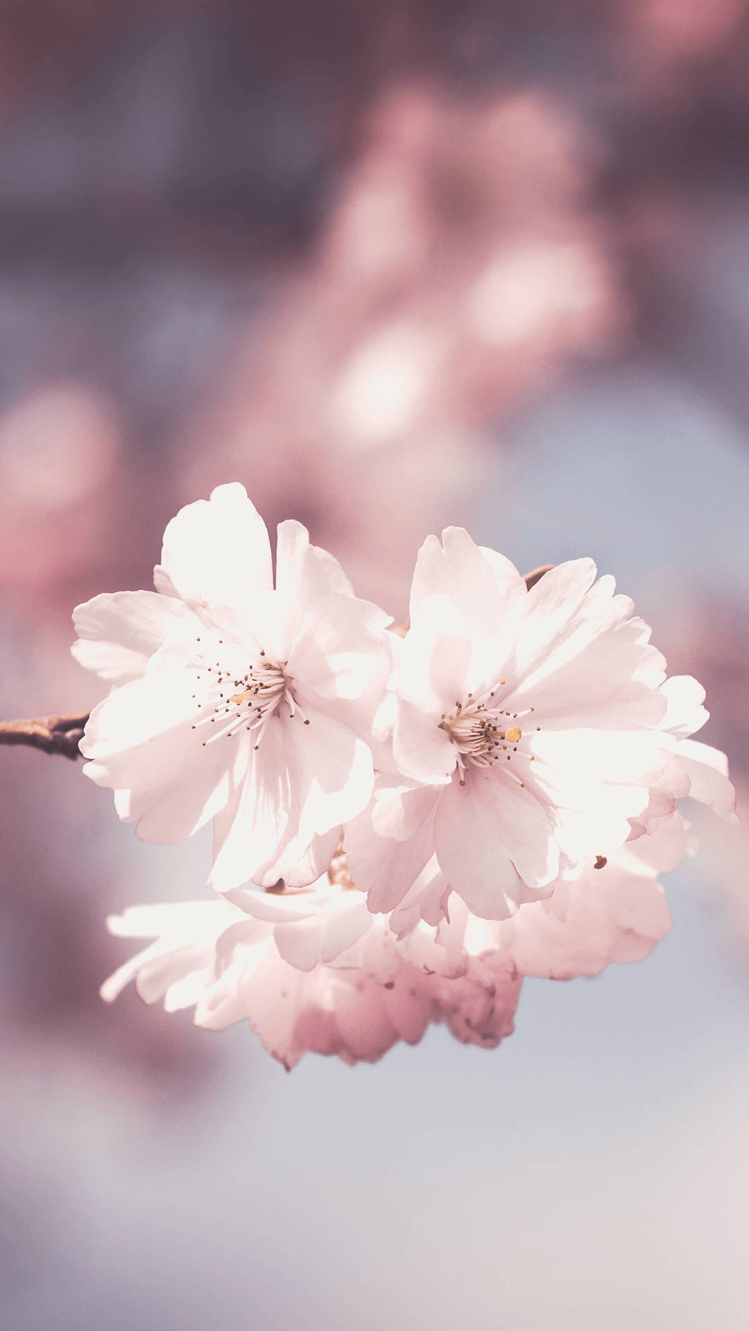 soft pink cherry blossoms, dreamy blurred sky, gentle spring light, Full HD Phone Wallpaper