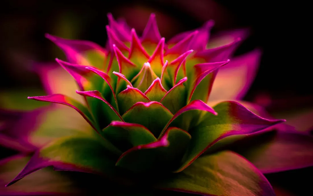 Flower Photography