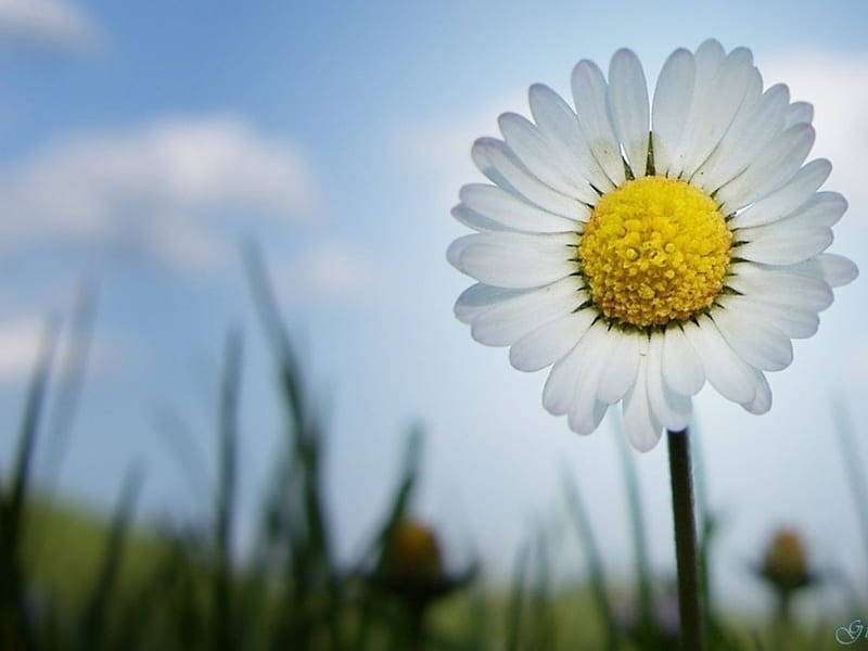 daisy flower, white daisy, bright yellow center, SD Desktop Wallpaper