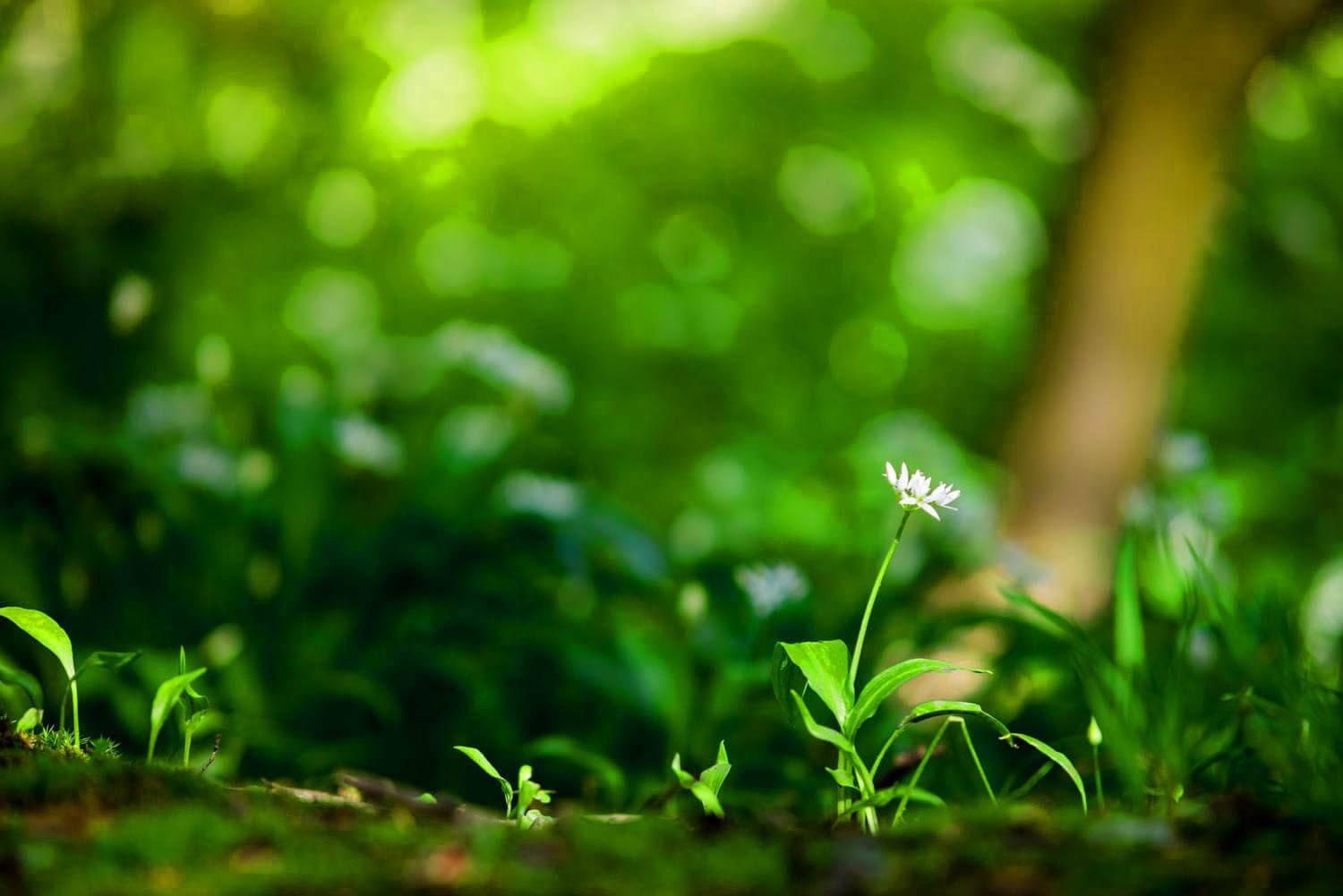 white flower, forest floor, lush green foliage, HD Desktop Wallpaper