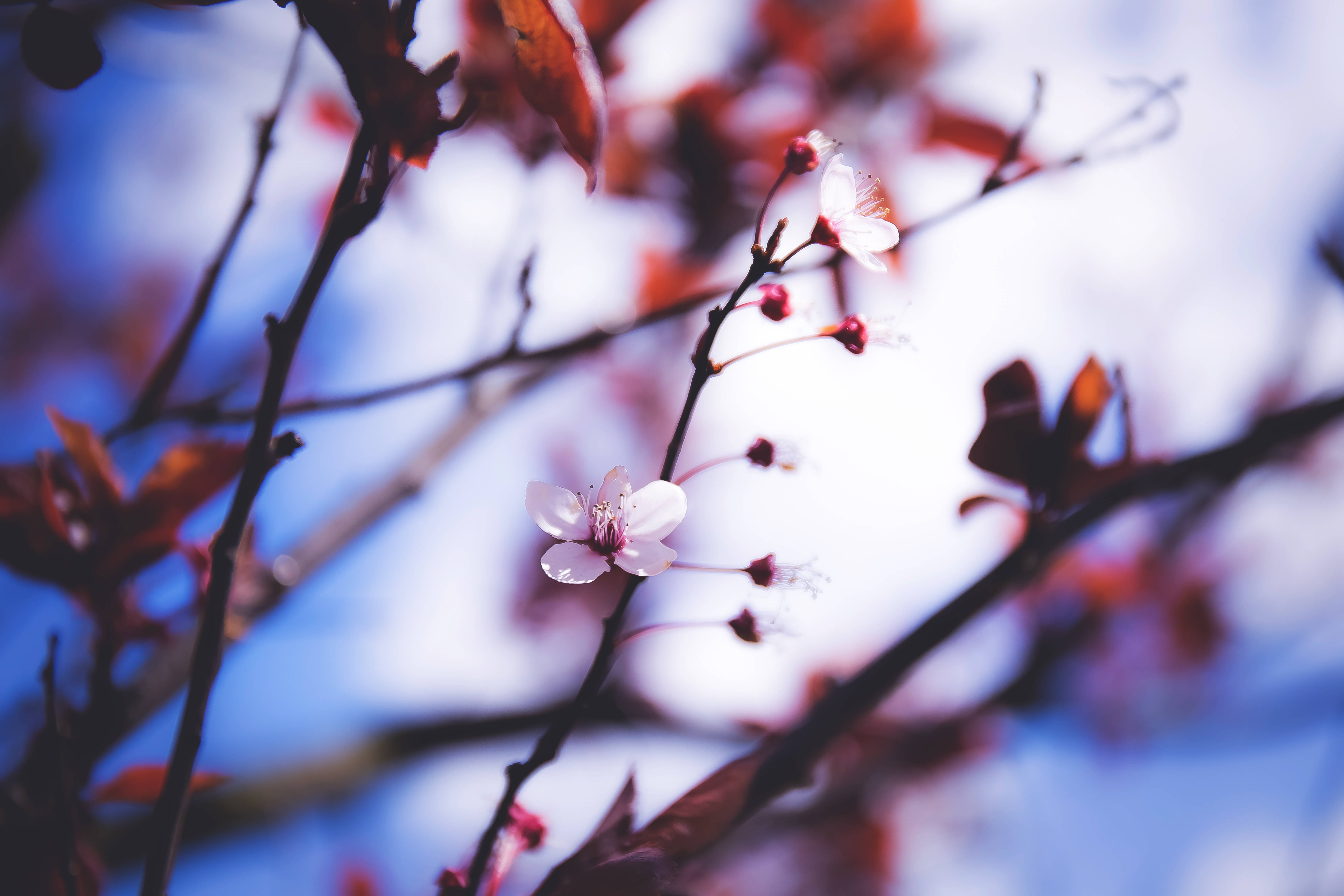 white cherry blossoms, dark branches, soft blue sky, 5K Desktop Wallpaper