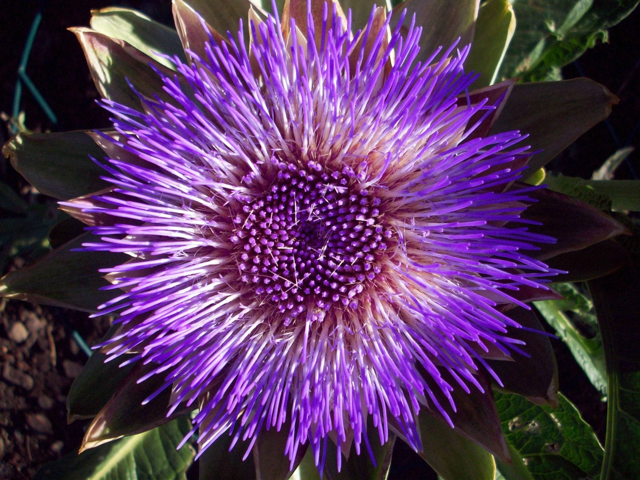 blooming violet artichoke flower, vibrant purple, spiky petals, Full HD Desktop Wallpaper