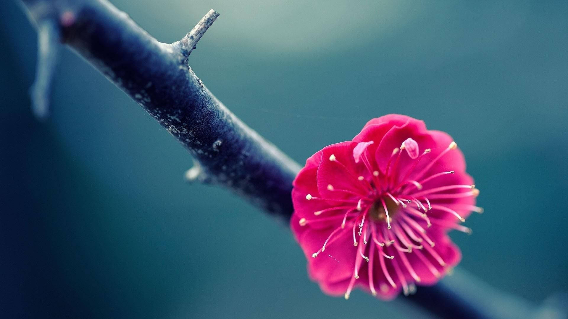 pink flower, vivid pink blossom, dark thorny branch, Full HD Desktop Wallpaper