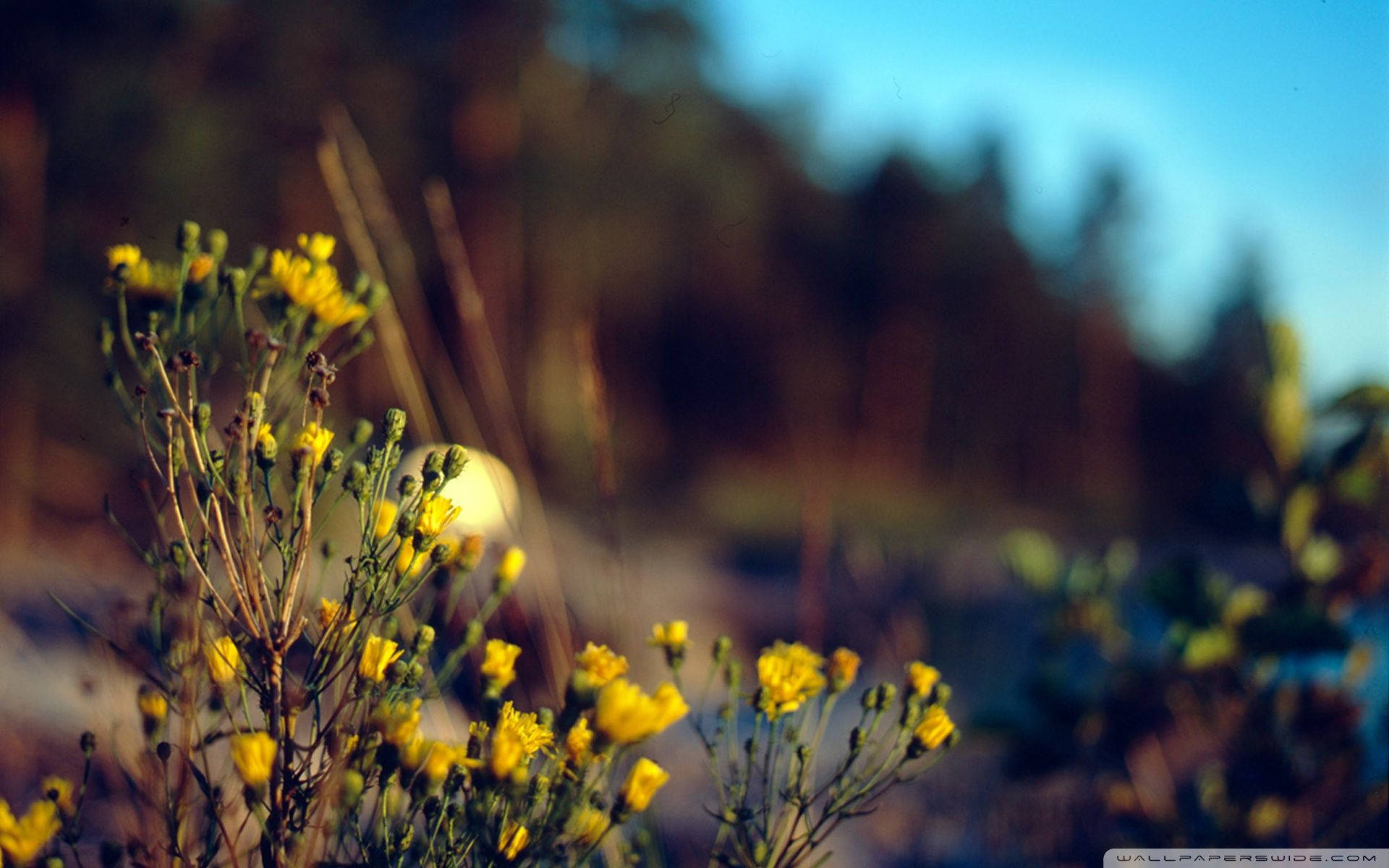 yellow flowers, wildflowers, forest backdrop, Full HD Desktop Wallpaper
