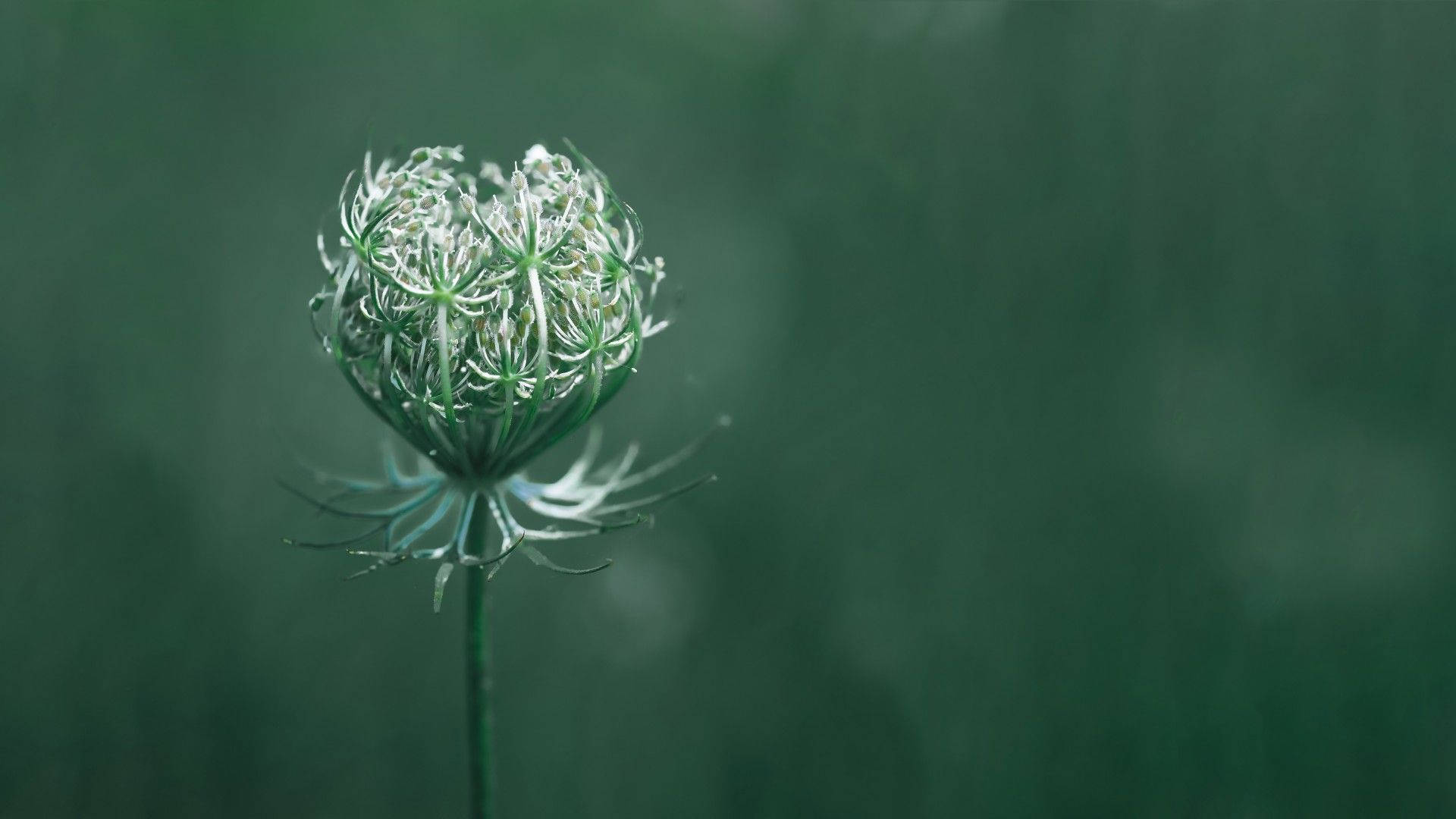 macro flower photography, closed bud, delicate white seed head, Full HD Desktop Wallpaper
