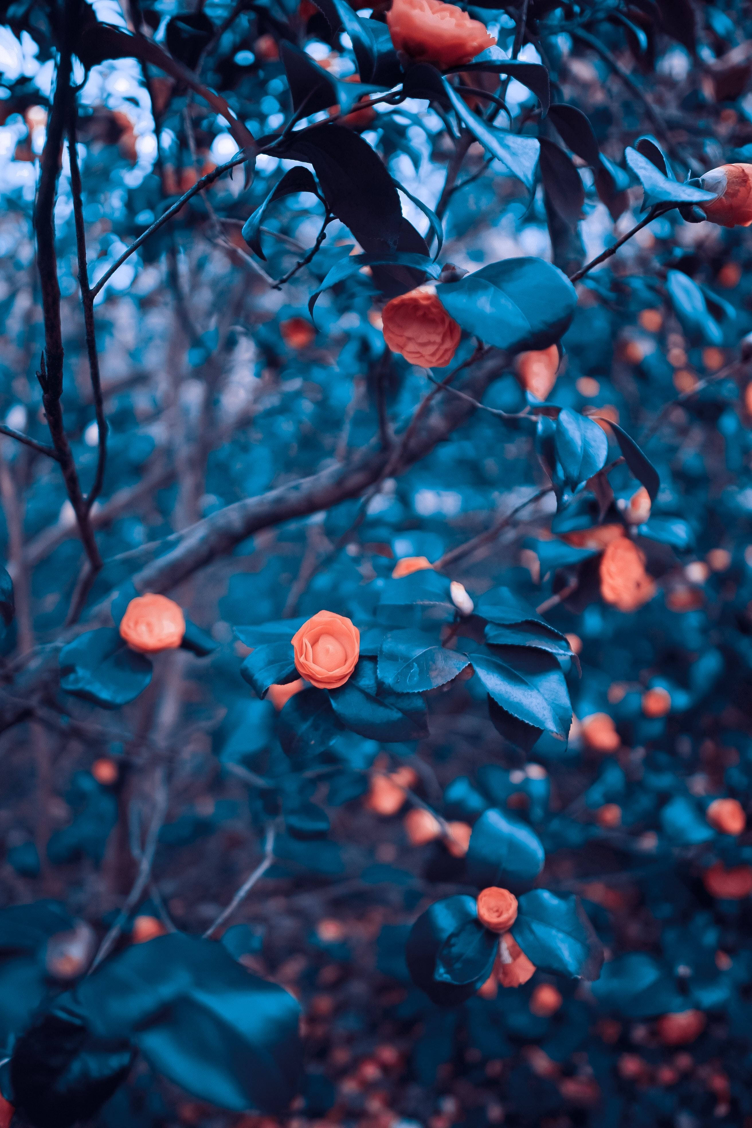 DSLR, blur, orange flowers, 4K Phone Wallpaper