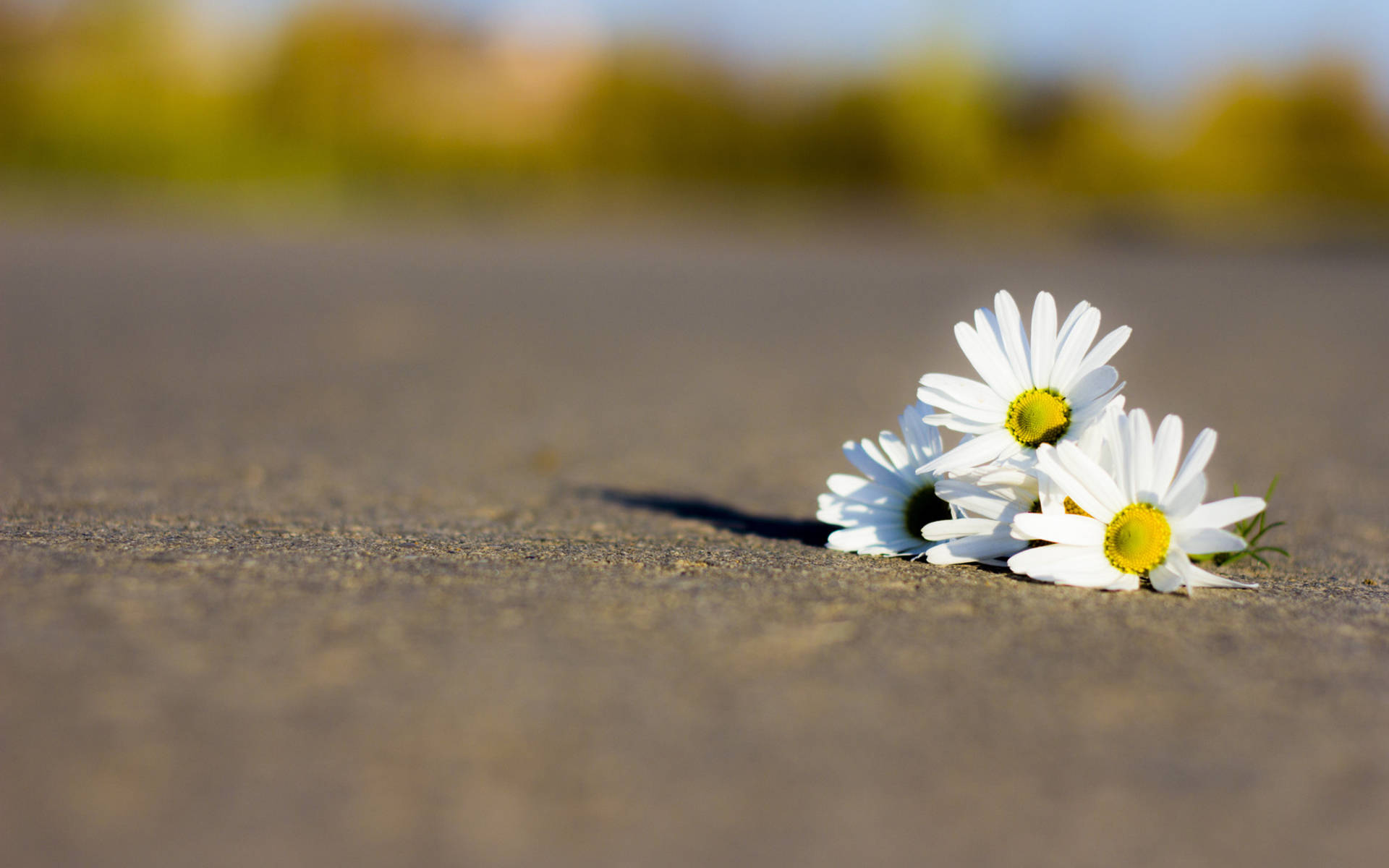white daisies, yellow centers, textured asphalt road, Full HD Desktop Wallpaper