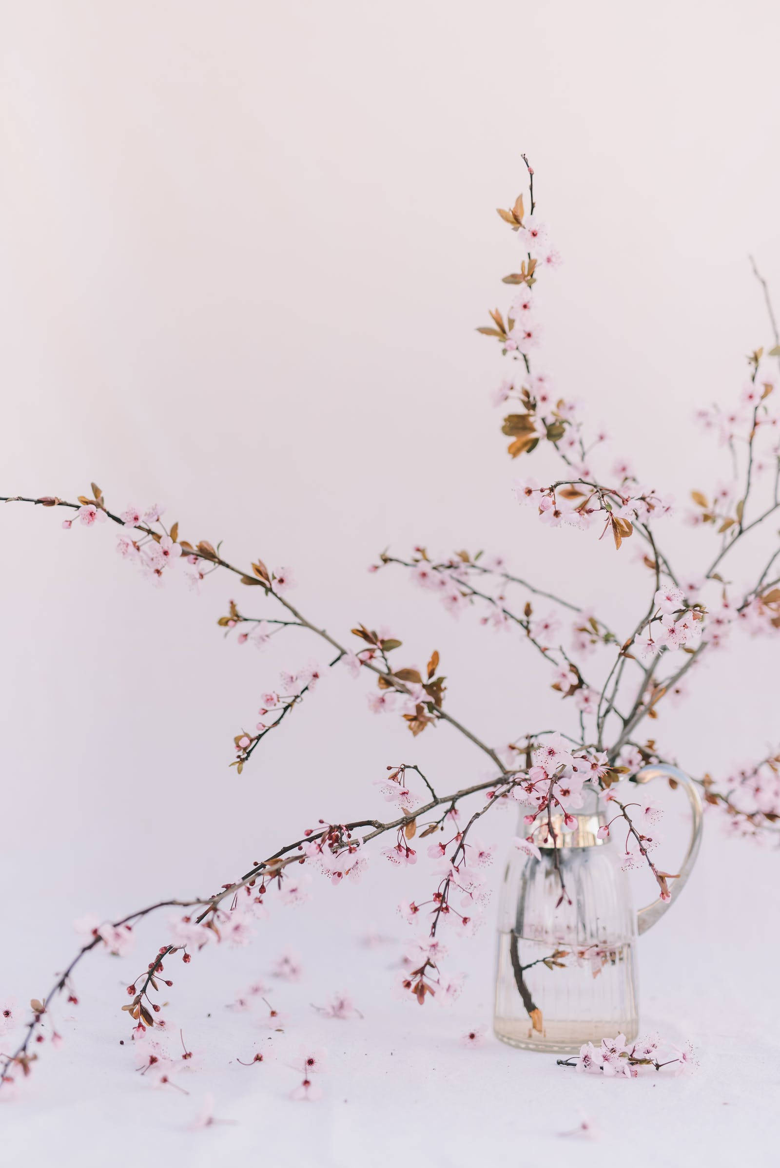 pink cherry blossoms, clear glass pitcher, soft white background, Full HD Phone Wallpaper