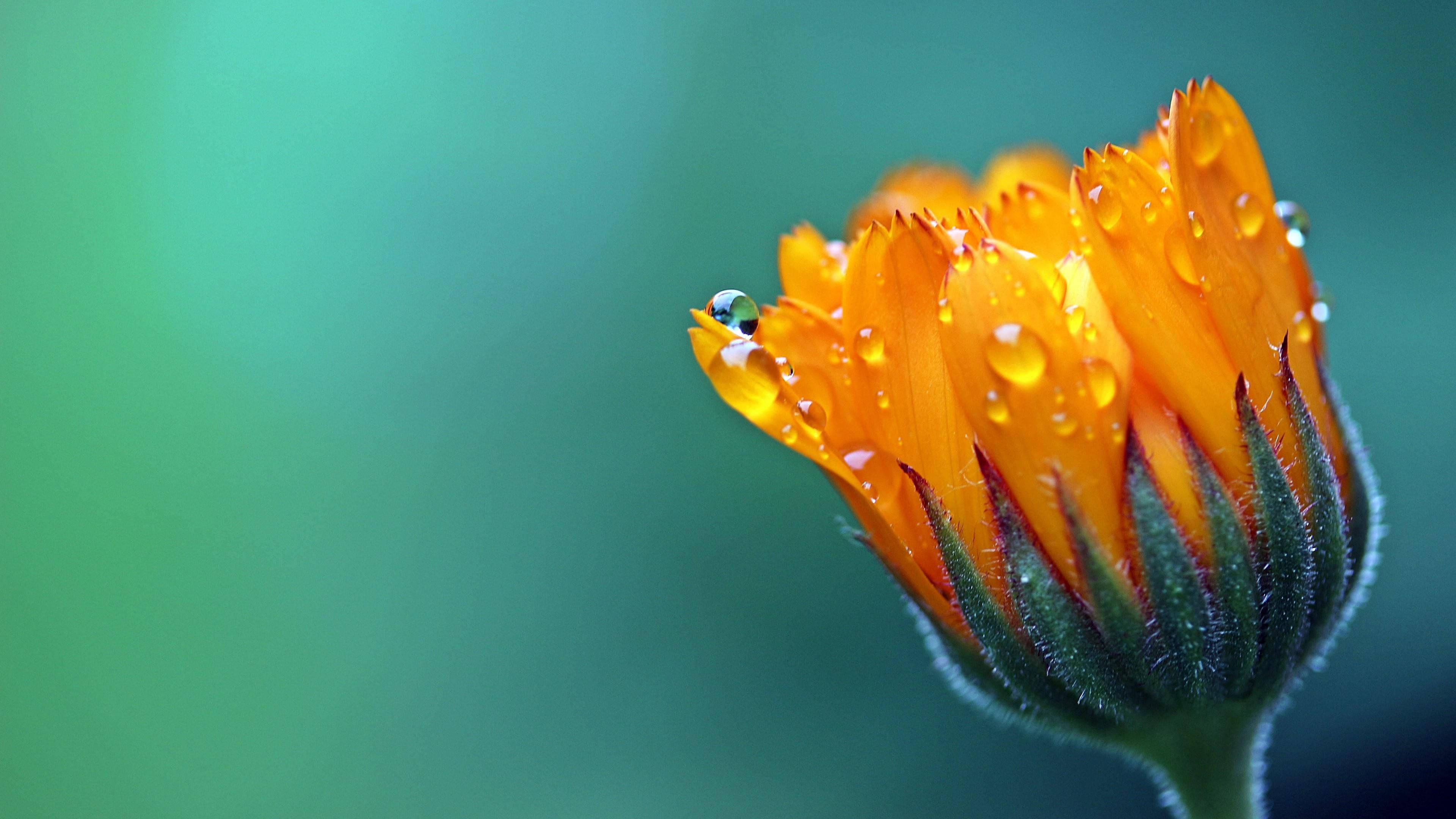 marigold flower, macro photography, vibrant orange, 4K Desktop Wallpaper