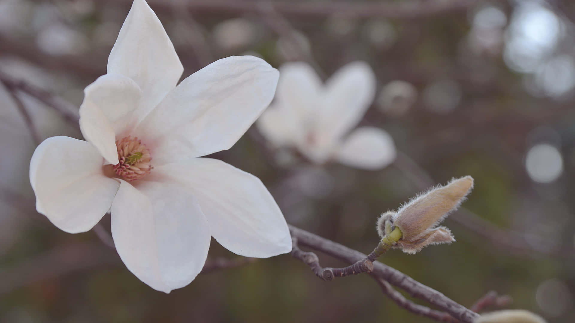magnolia flower, white, soft pink center, Full HD Desktop Wallpaper