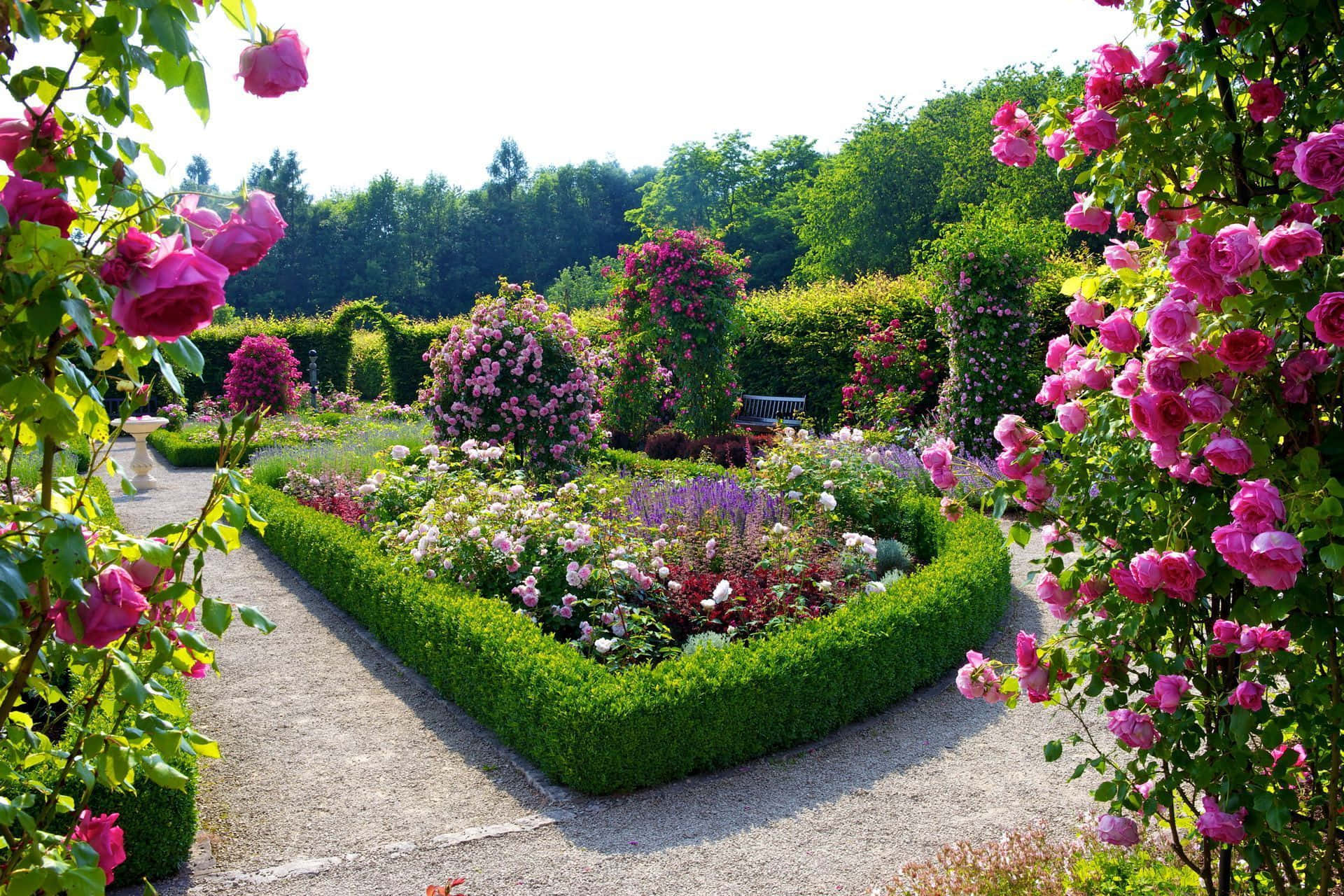garden path, vibrant pink roses, manicured hedges, Full HD Desktop Wallpaper