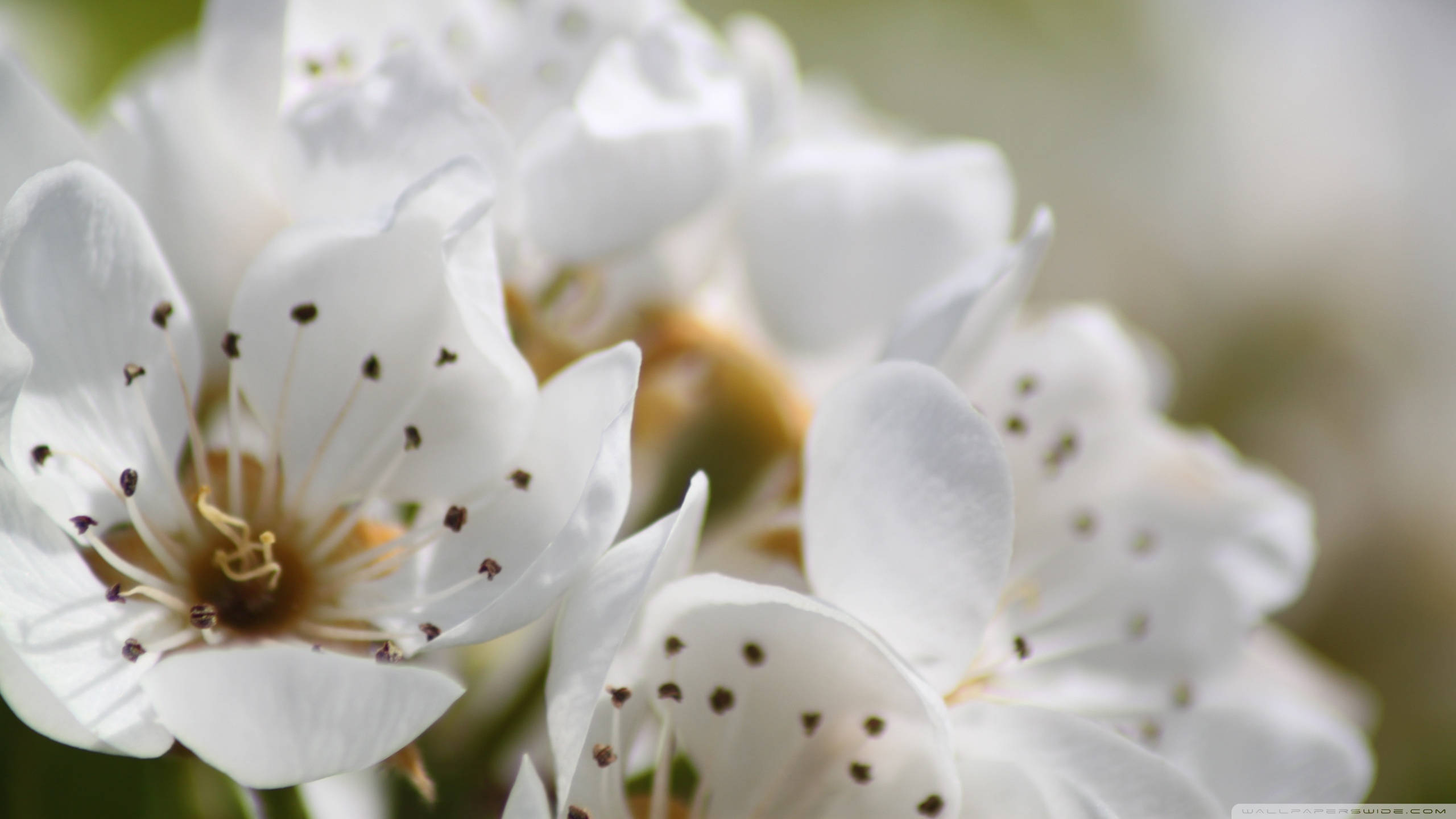 spring flowers, white blossoms, dark stamens, 2K Desktop Wallpaper