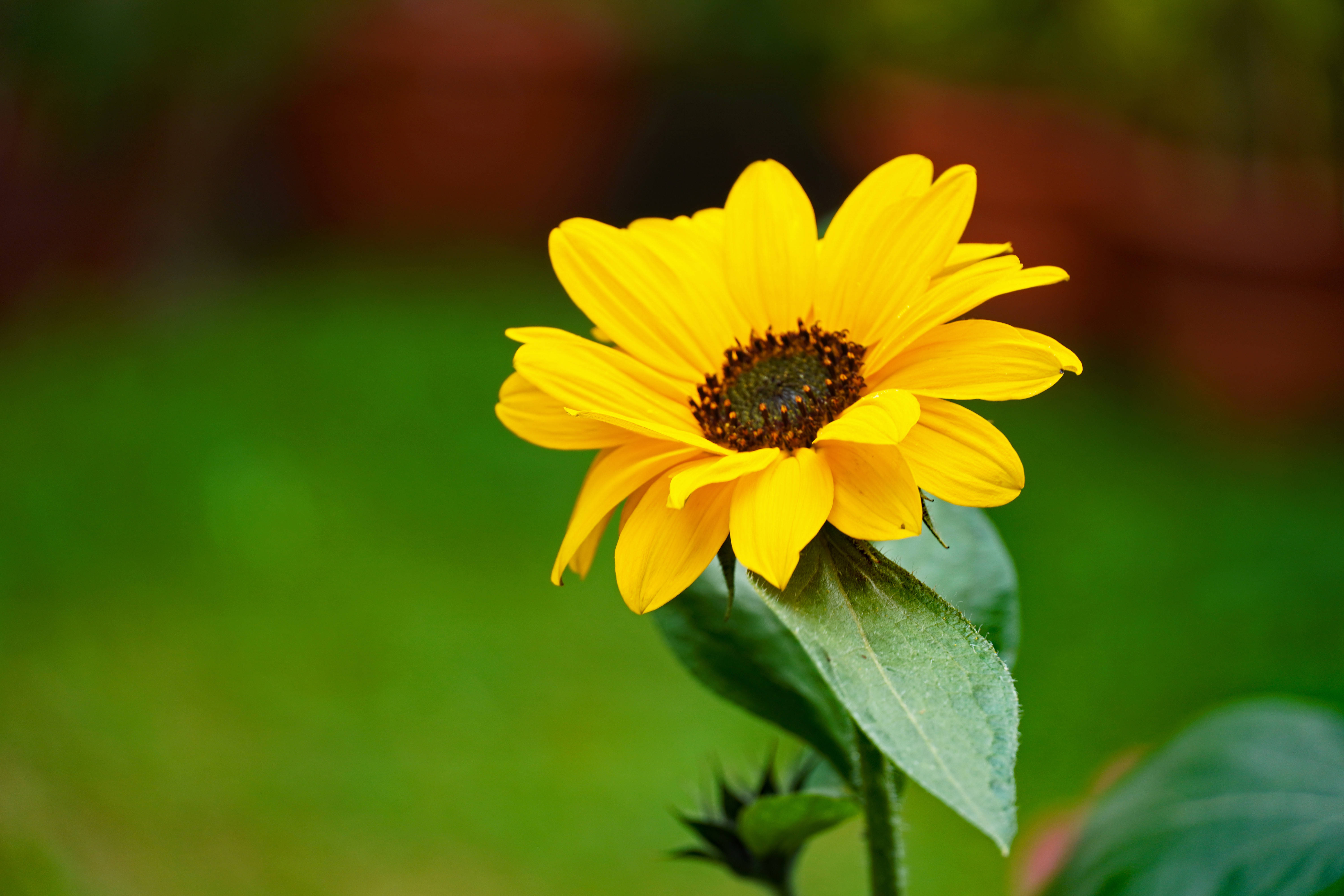 yellow petaled flower, sunflower, dark center, 5K Desktop Wallpaper