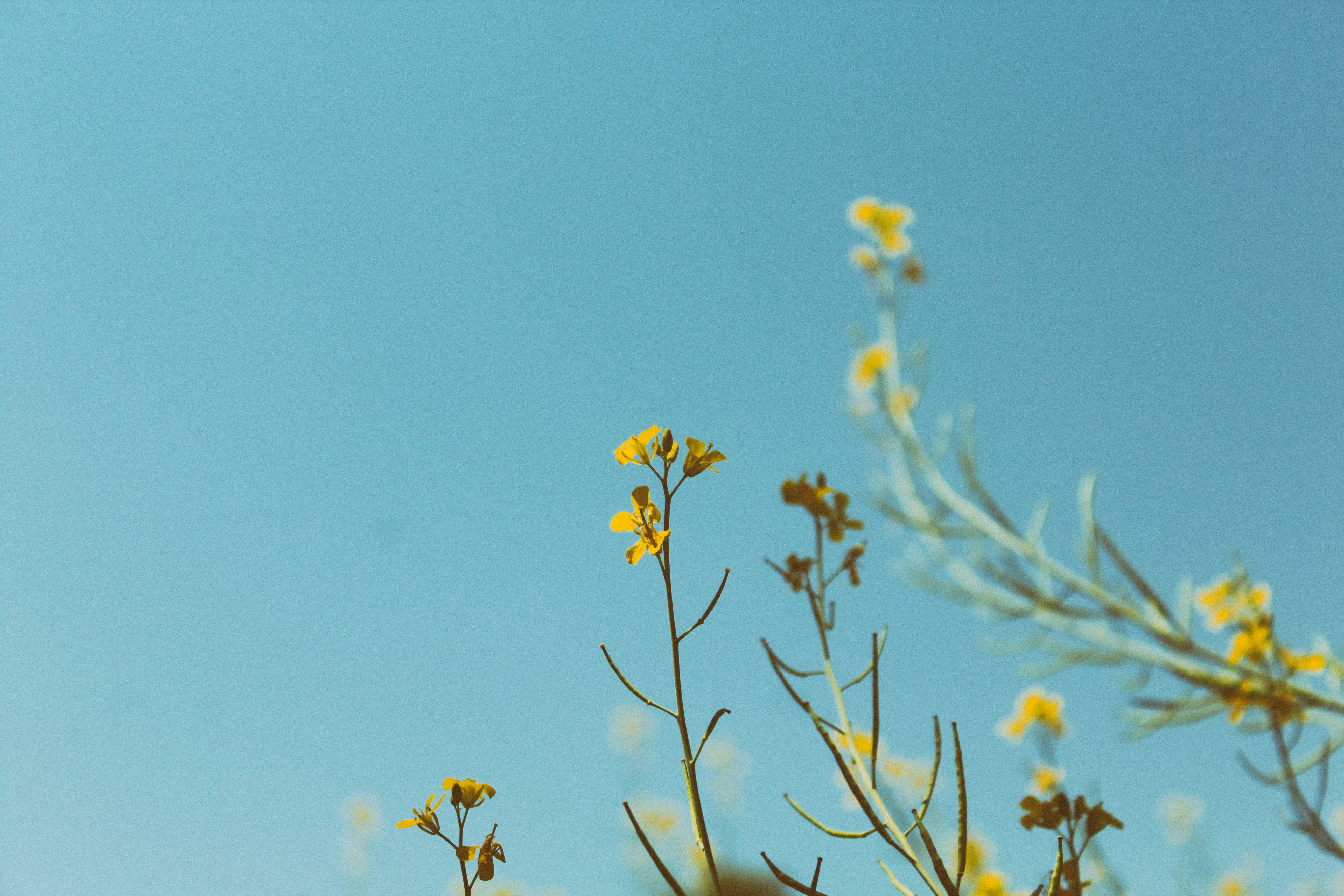 yellow flowers, blue sky, sunlit field, 5K Desktop Wallpaper