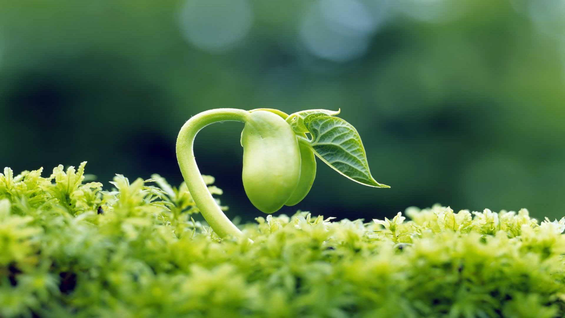 green sprout, heart-shaped stem, fresh leaves, Full HD Desktop Wallpaper
