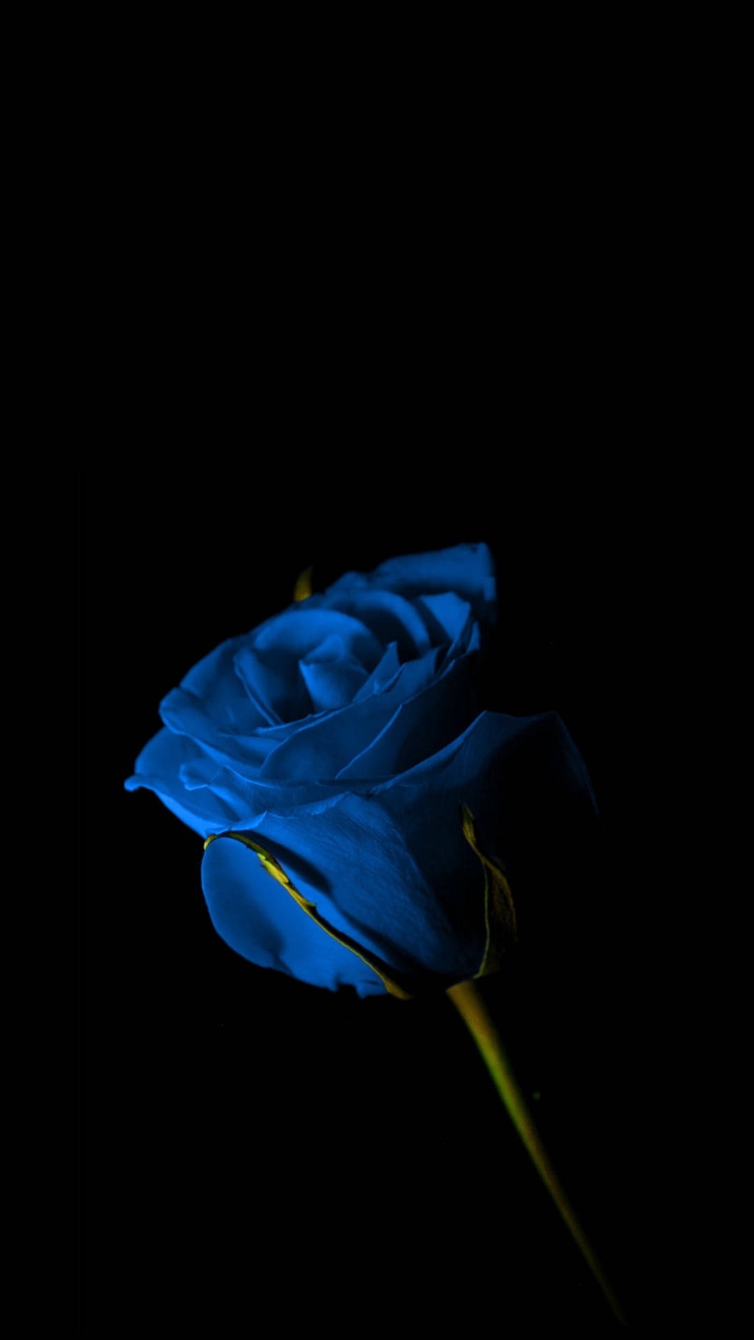 blue rose, yellow stem, pure black background, Full HD Phone Wallpaper