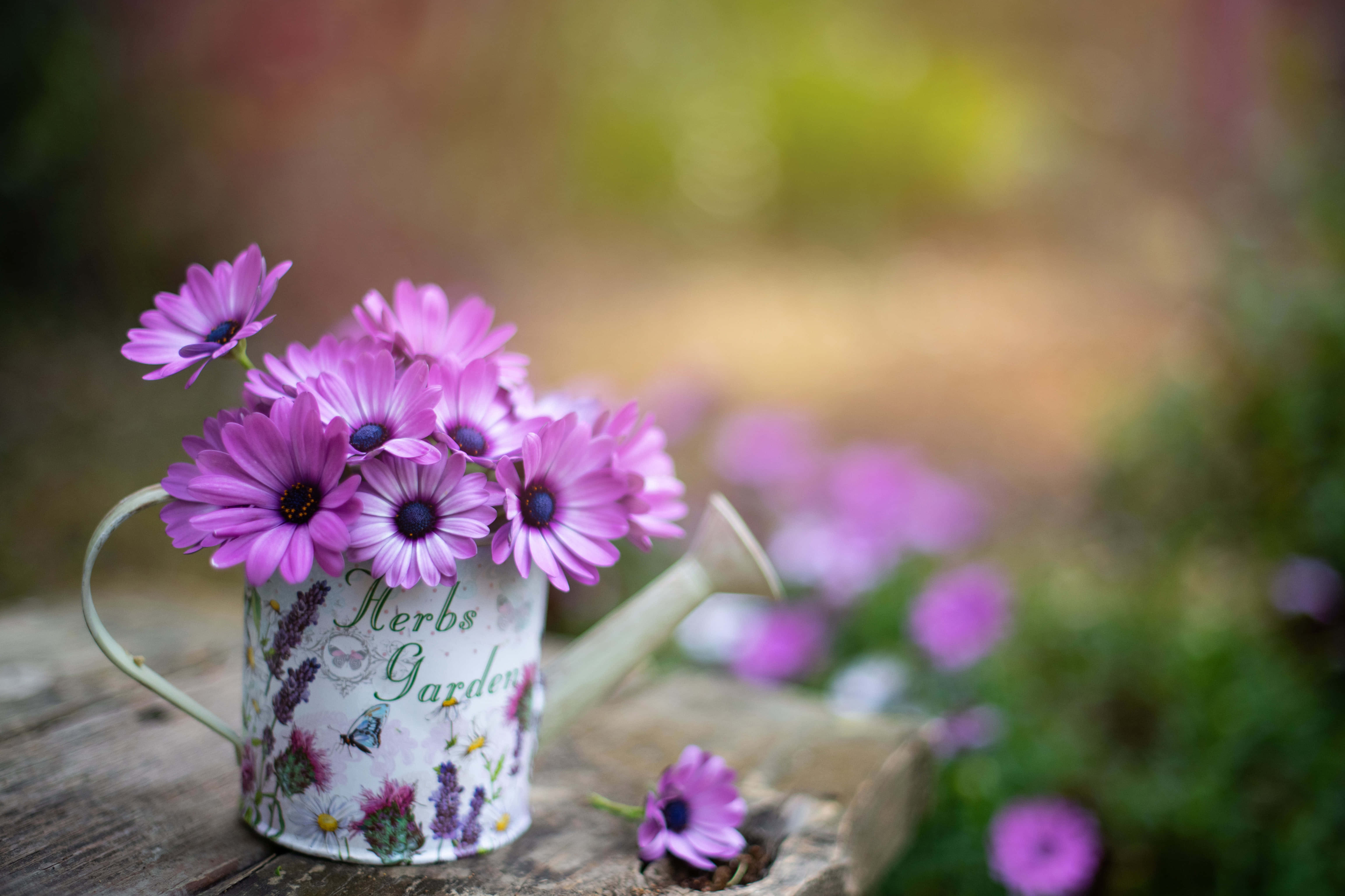 vibrant purple daisies, floral watering can, weathered wooden surface, 5K Desktop Wallpaper