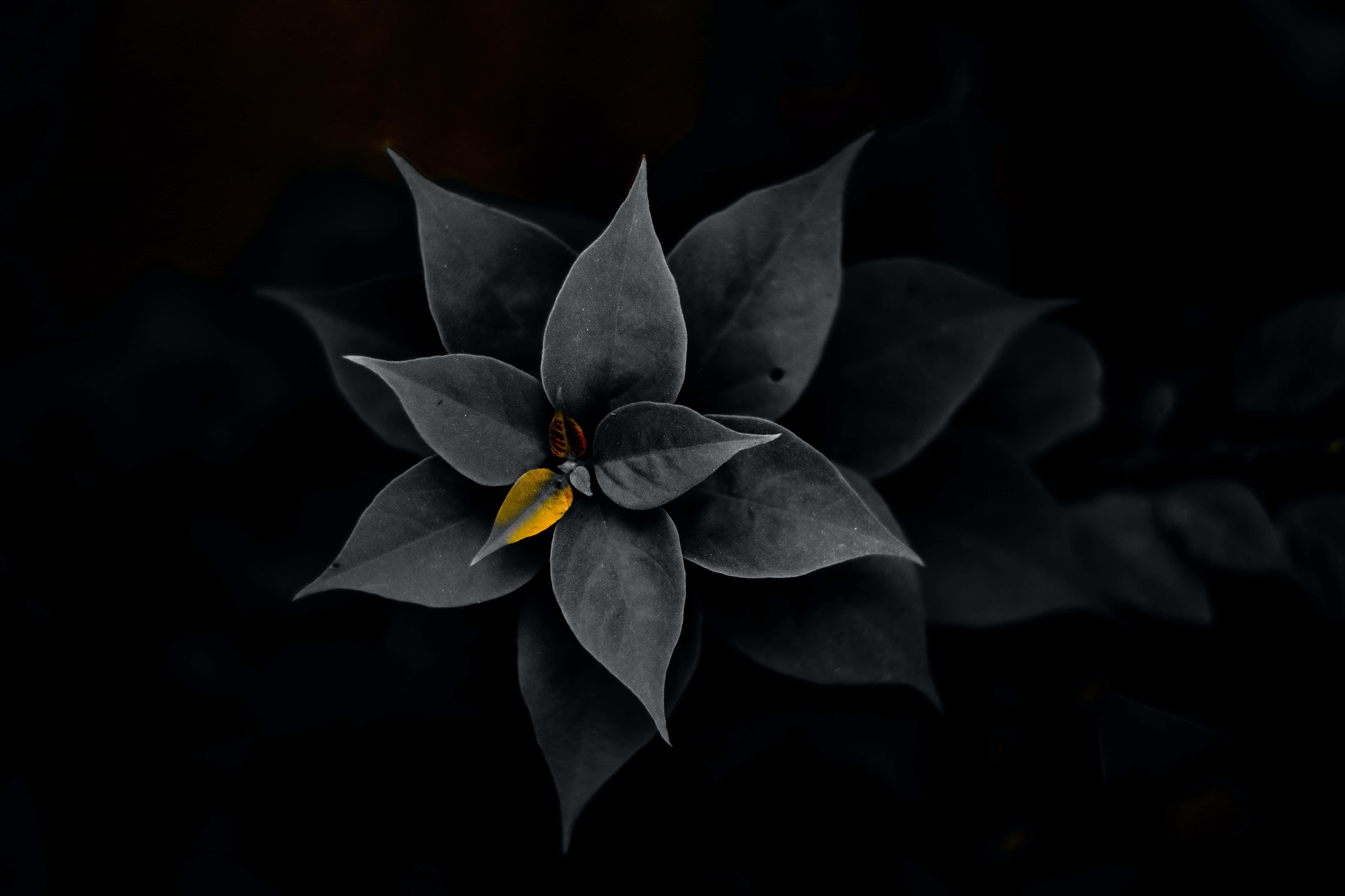dark gray flower, vibrant yellow center, deep black background, 5K Desktop Wallpaper