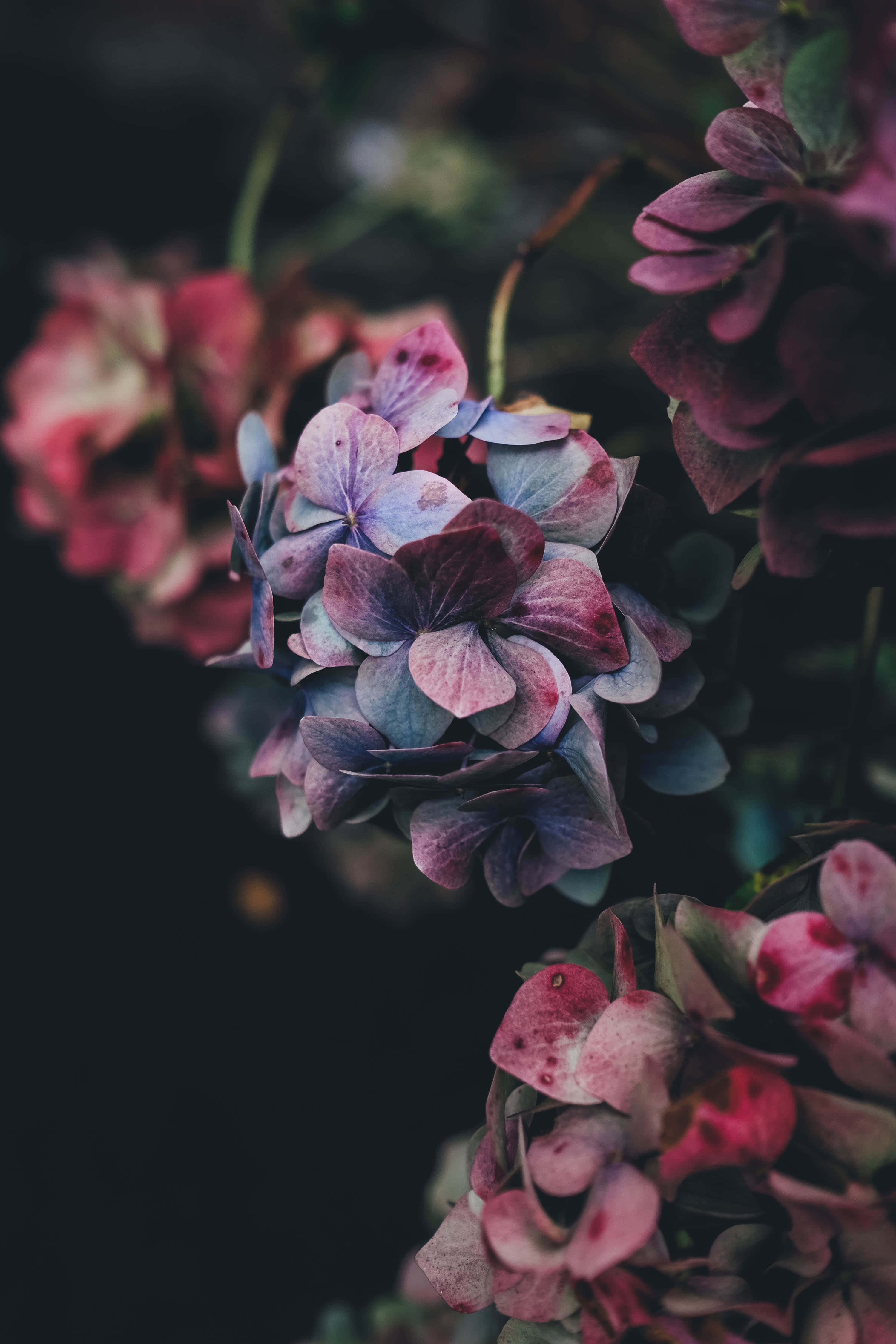 hydrangea, fading pink, purple hues, 4K Phone Wallpaper