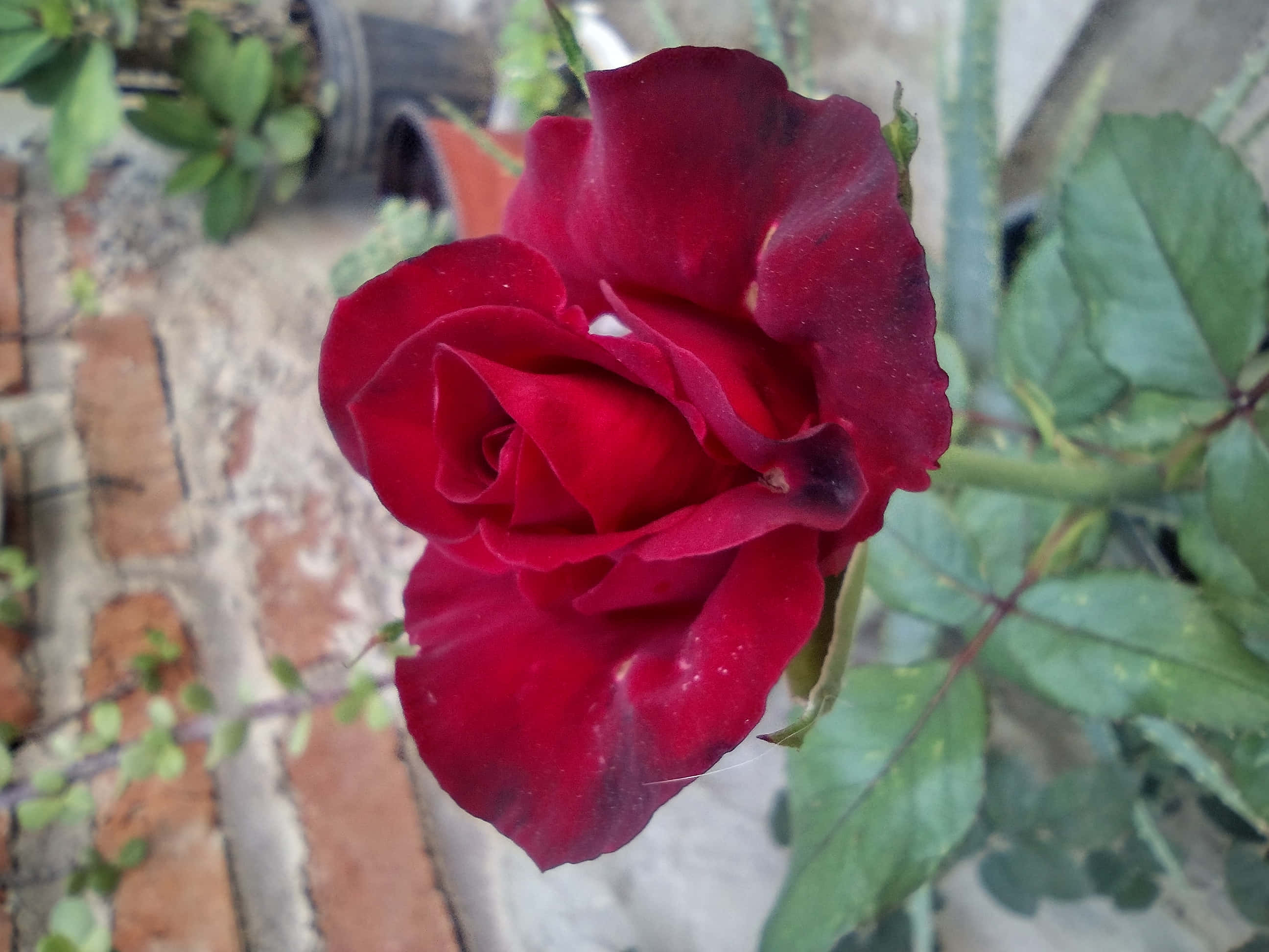 red rose, velvety petals, weathered brick wall, 2K Desktop Wallpaper