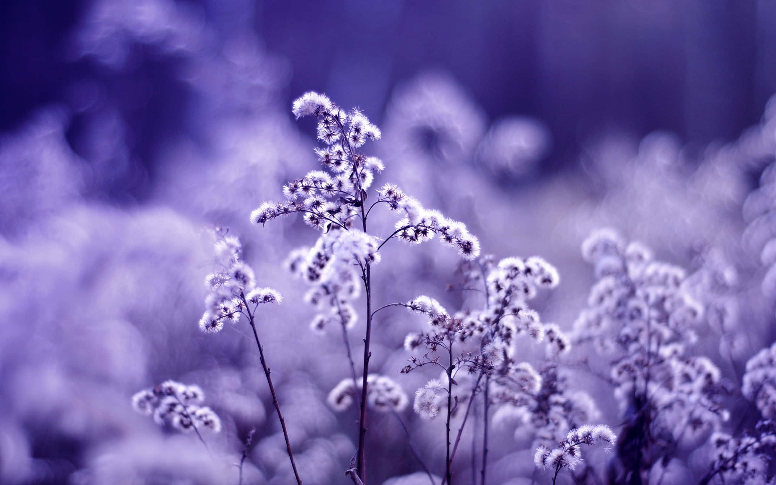 frosty purple flowers, dreamy blurred background, cool winter scene, 2K Desktop Wallpaper