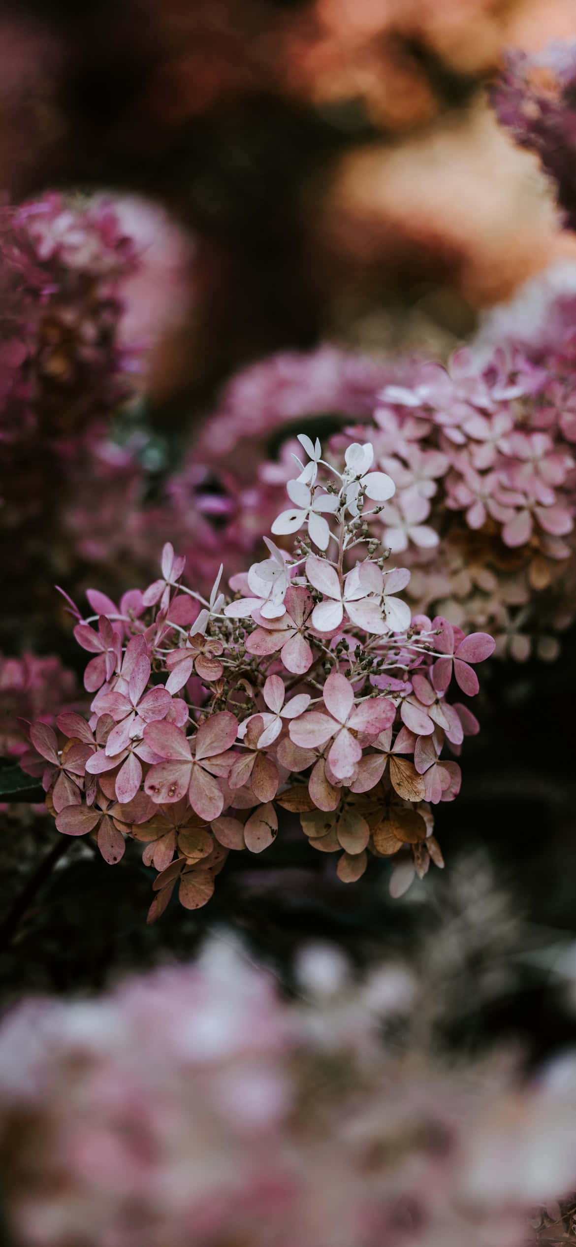 stunning petal paradise, soft pink and white hydrangea blooms, shallow depth of field, Full HD Phone Wallpaper