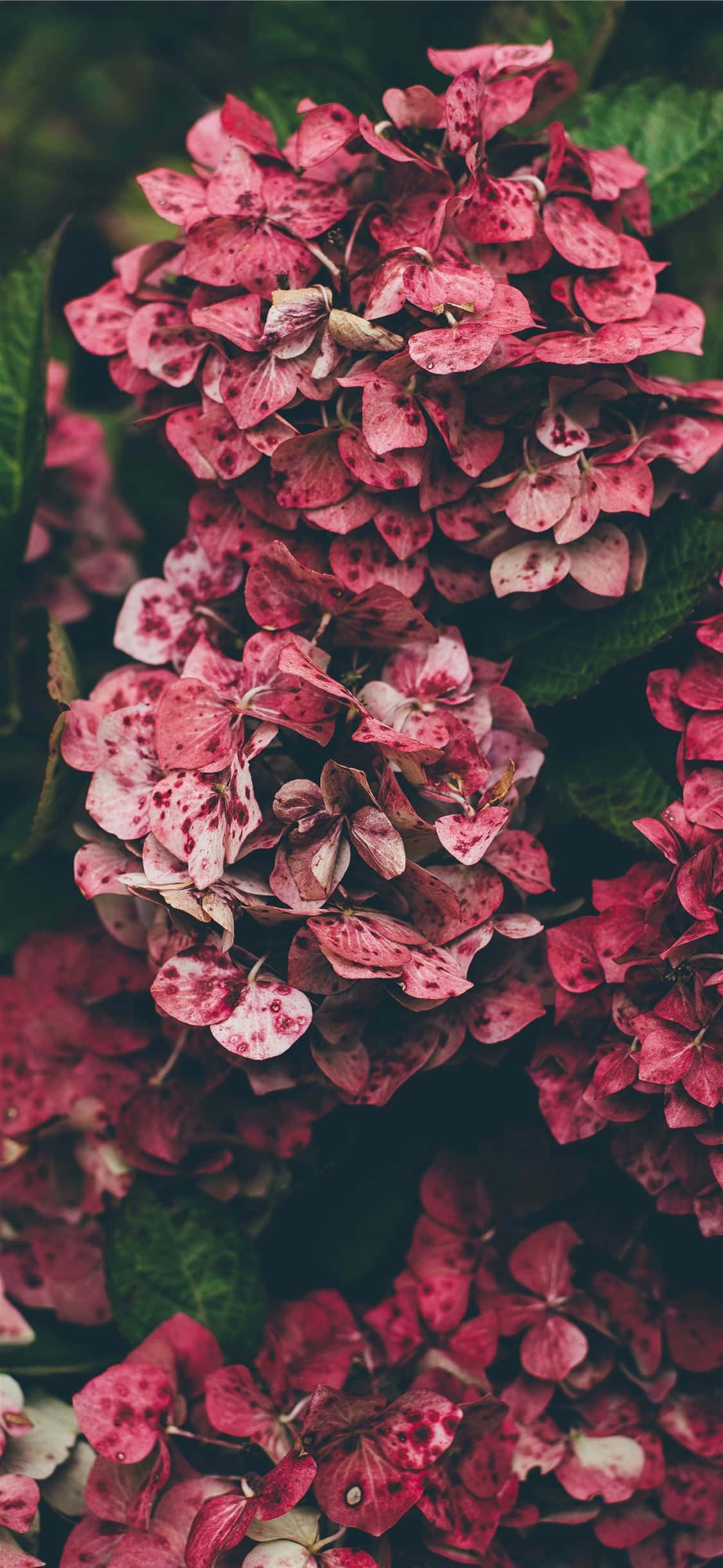 vibrant pink hydrangea, speckled petals, lush green leaves, Full HD Phone Wallpaper