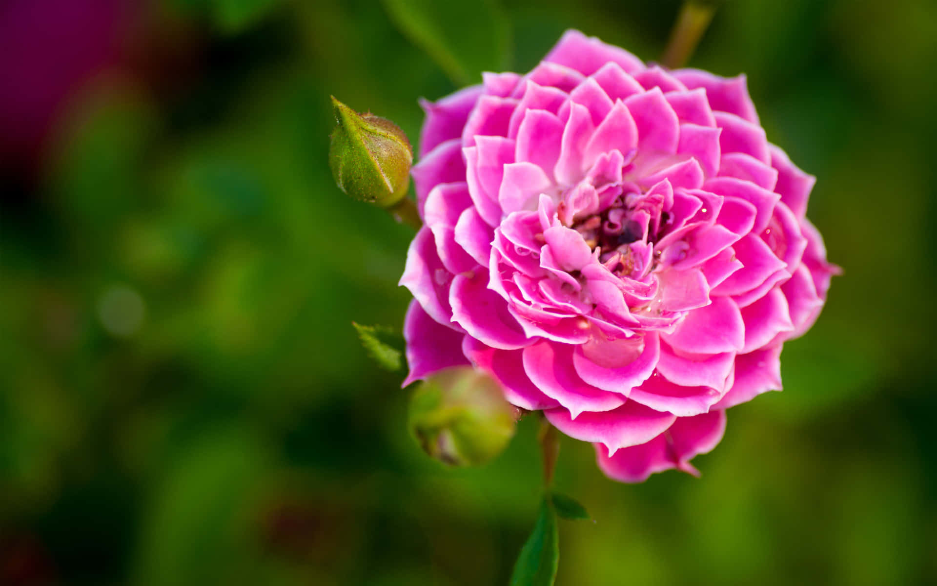 ethereal blossom photography, vibrant pink rose, layered petals, Full HD Desktop Wallpaper
