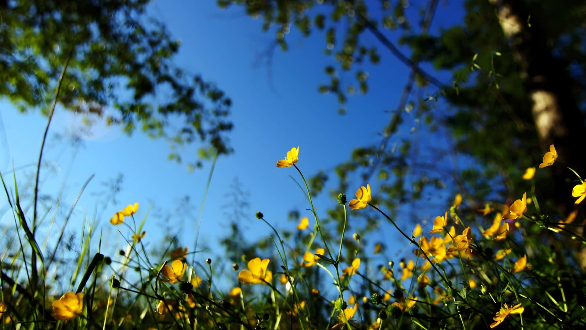 yellow buttercups, sunlit grass, clear blue sky, Full HD Desktop Wallpaper