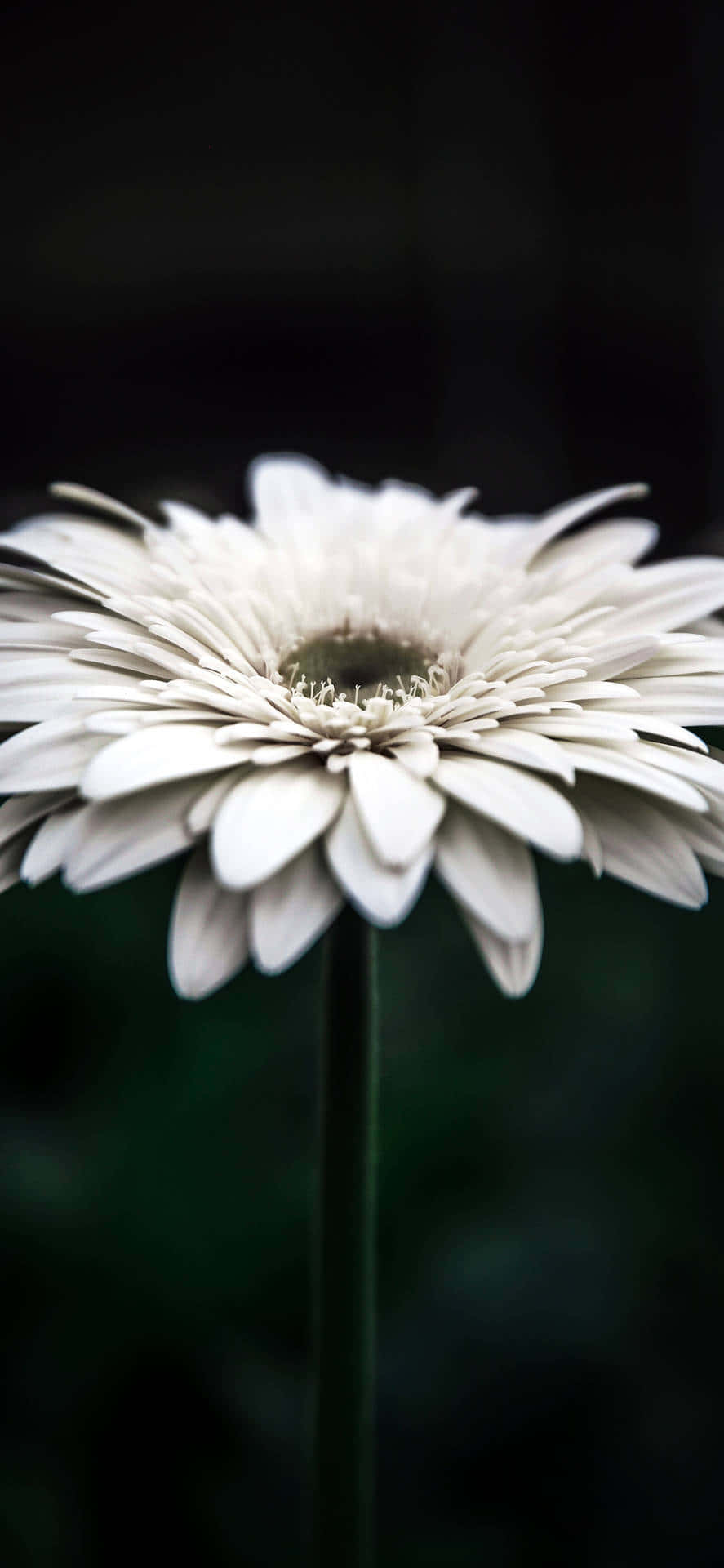 white gerbera daisy, blooming flower, macro shot, Full HD Phone Wallpaper