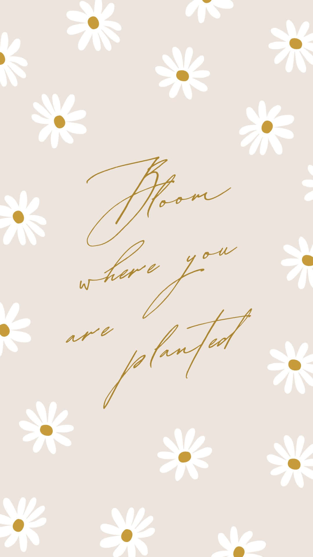 pastel daisy, beige wallpaper, white daisies, Full HD Phone Wallpaper