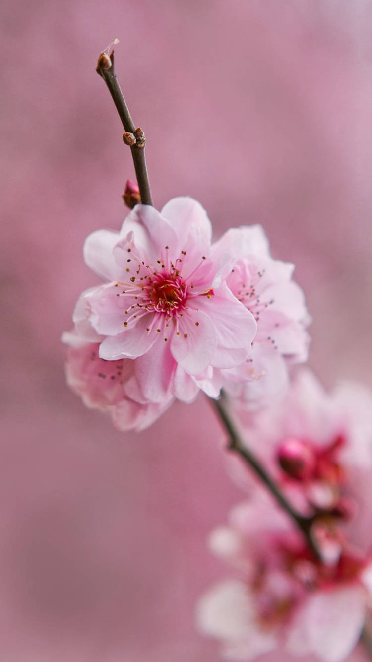 cherry blossom, pink, blurred background, HD Phone Wallpaper
