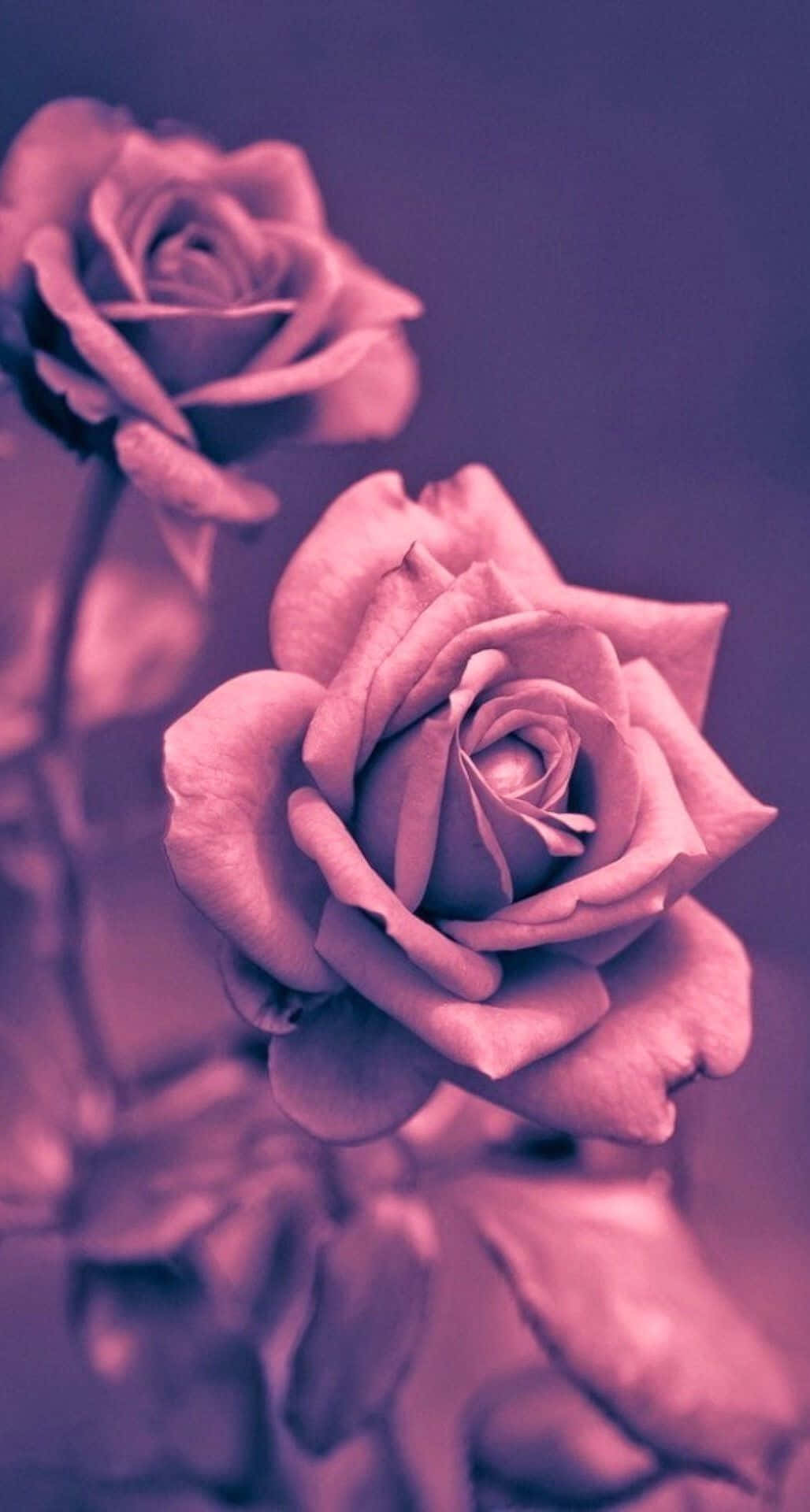 soft purple roses, dreamy monochromatic violet background, gentle focus, Full HD Phone Wallpaper