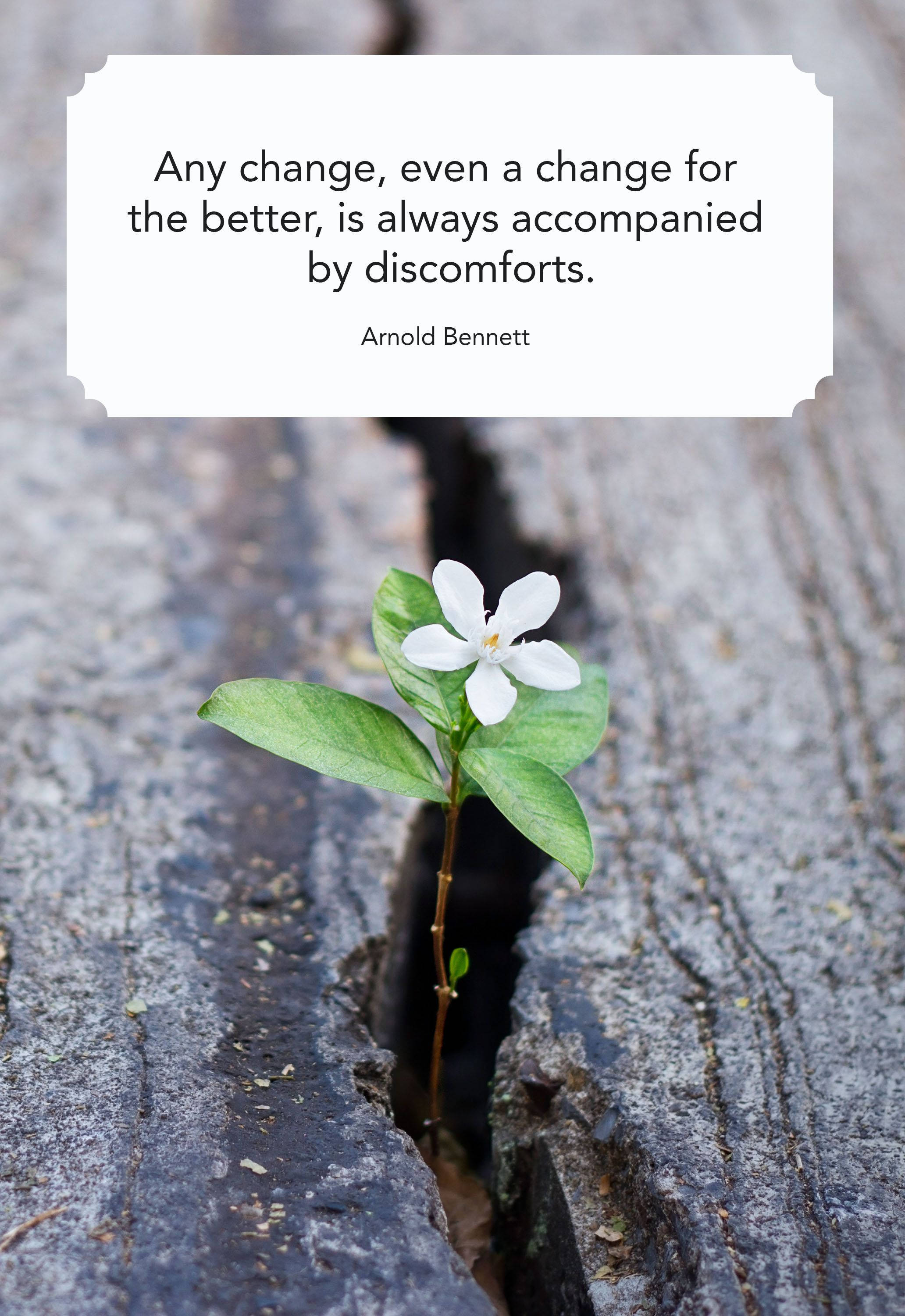 white flower, crack in weathered gray wood, quote about change and discomfort, 2K Phone Wallpaper