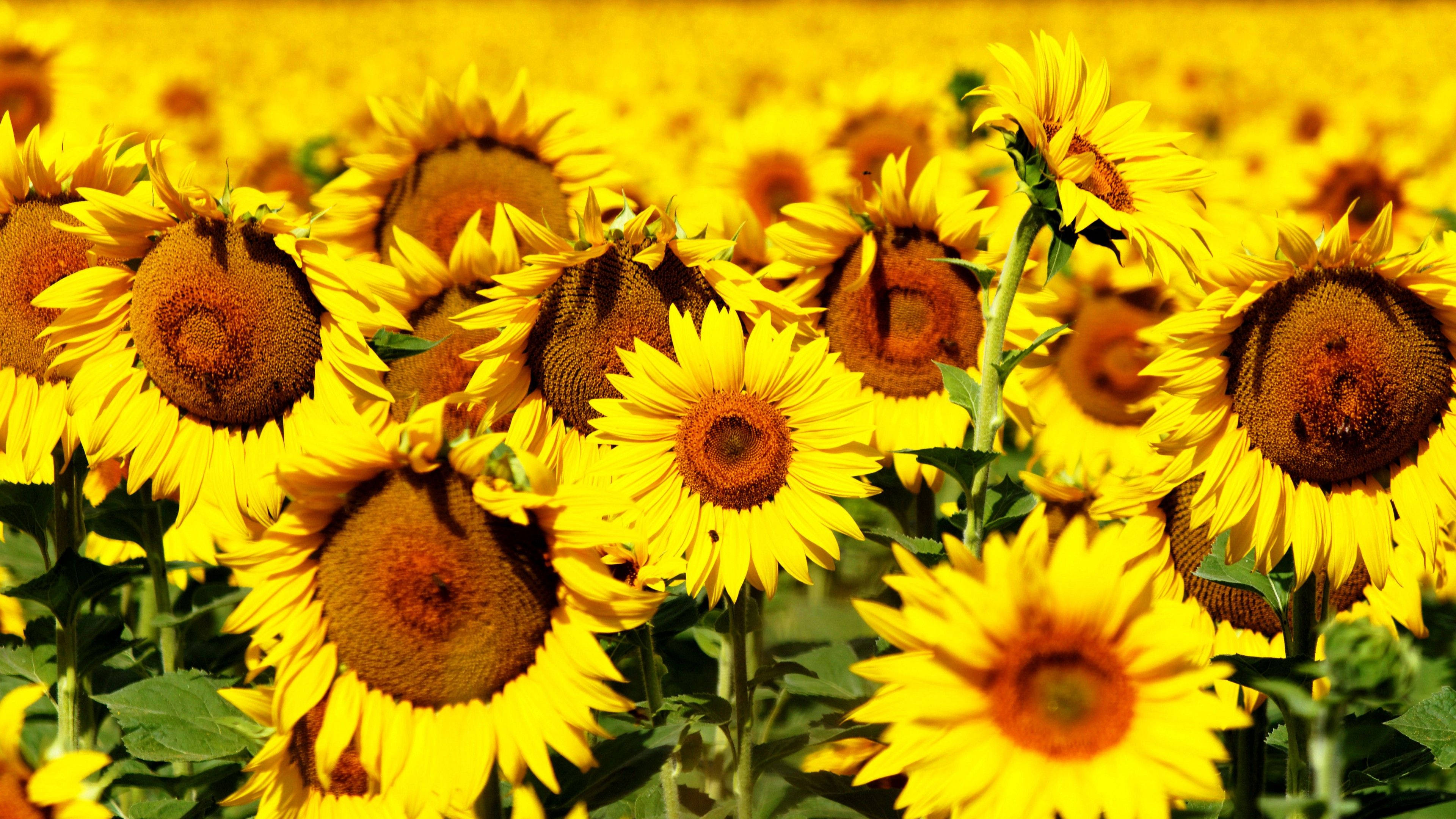sunflowers, roses, golden field, 4K Desktop Wallpaper