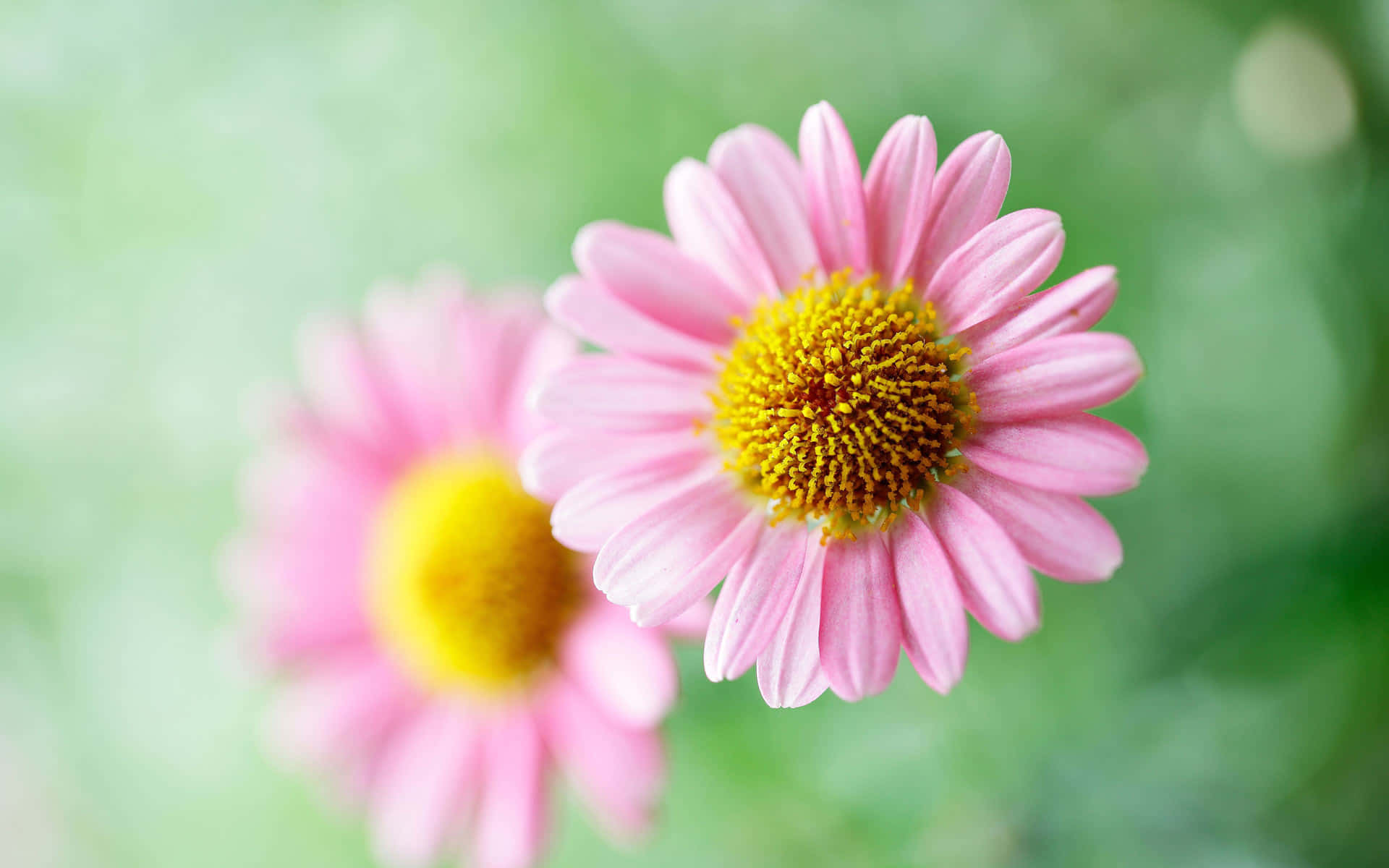 spring flowers, pink daisy, golden center, Full HD Desktop Wallpaper