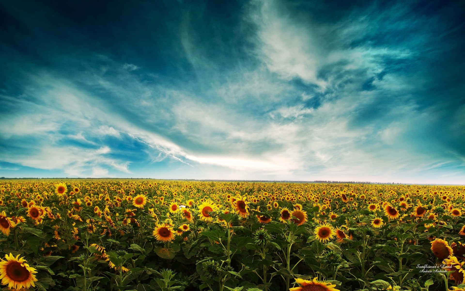 yellow sunflower, sunny day, vast field of sunflowers, Full HD Desktop Wallpaper