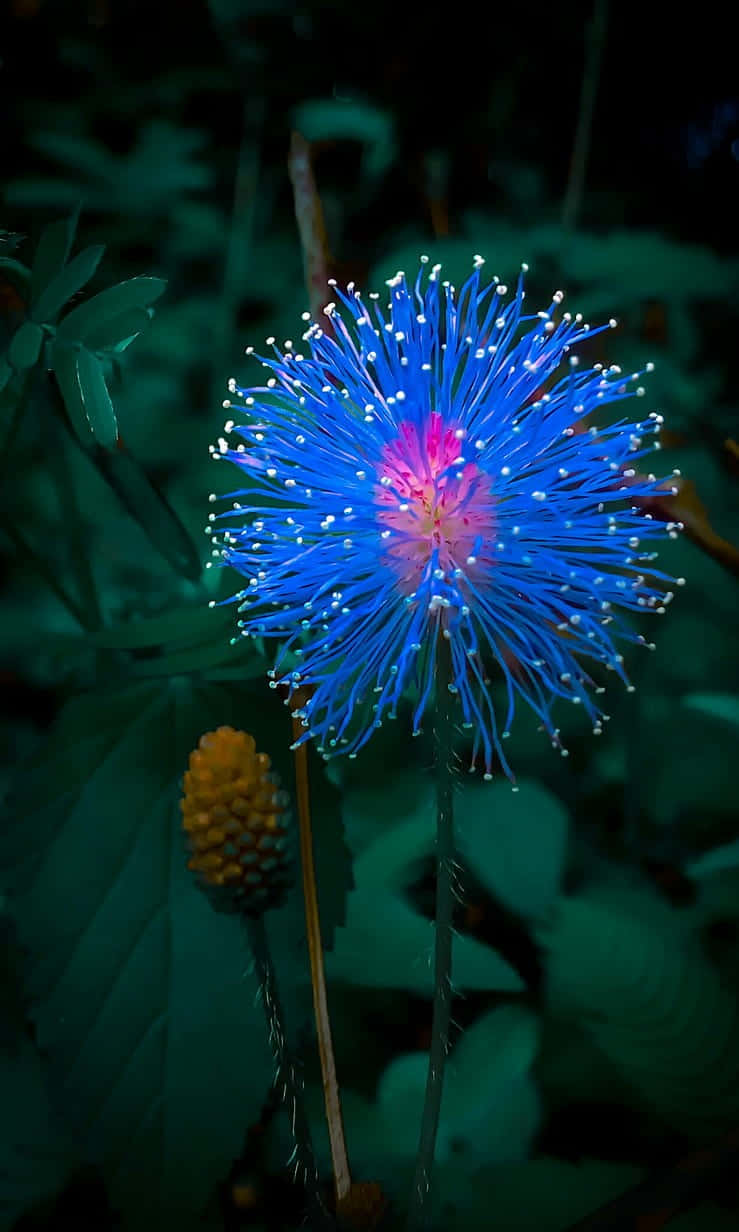nature flower, vibrant blue flower, glowing white tips, SD Phone Wallpaper