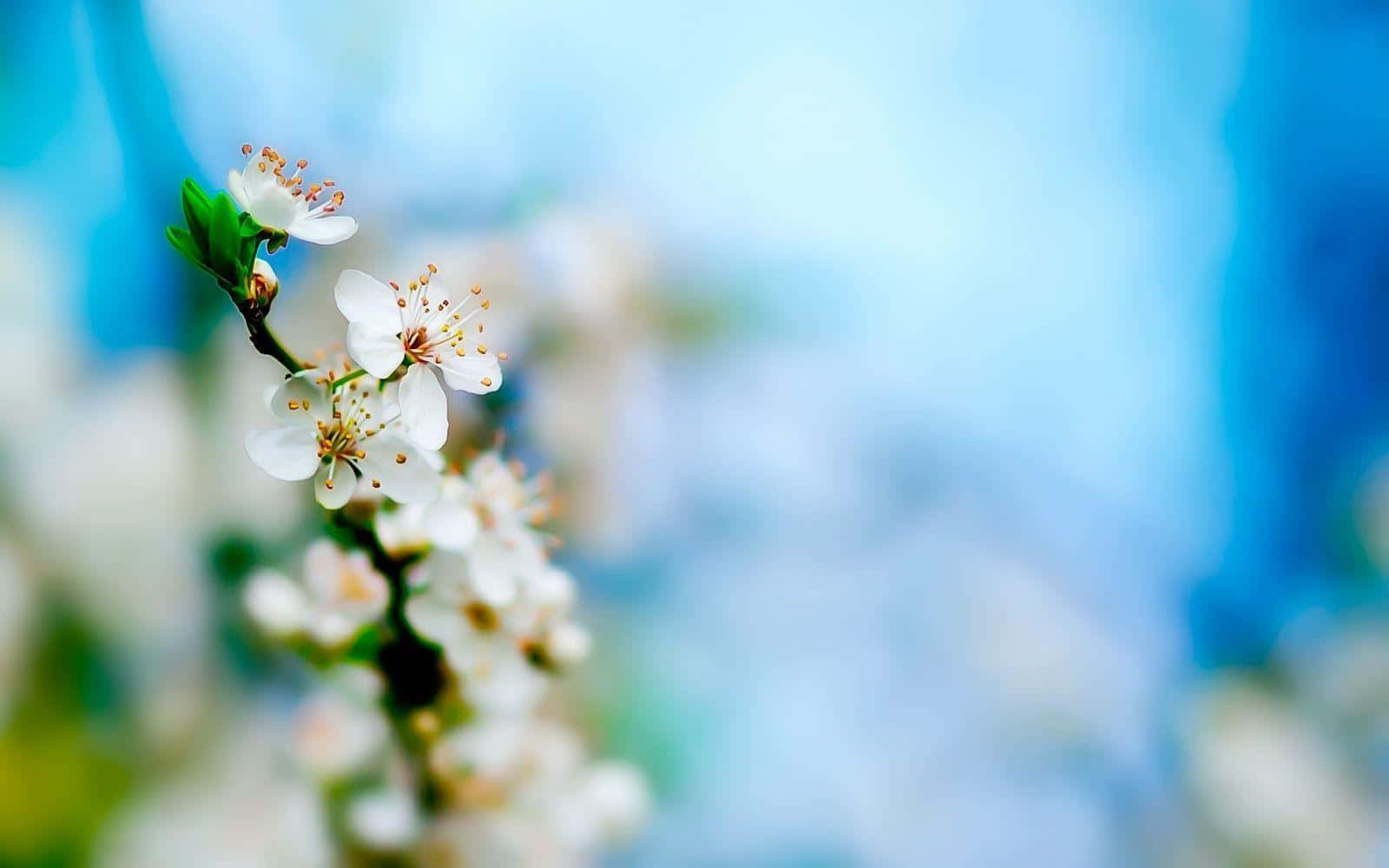 white blossoms, yellow stamens, branch, HD Desktop Wallpaper