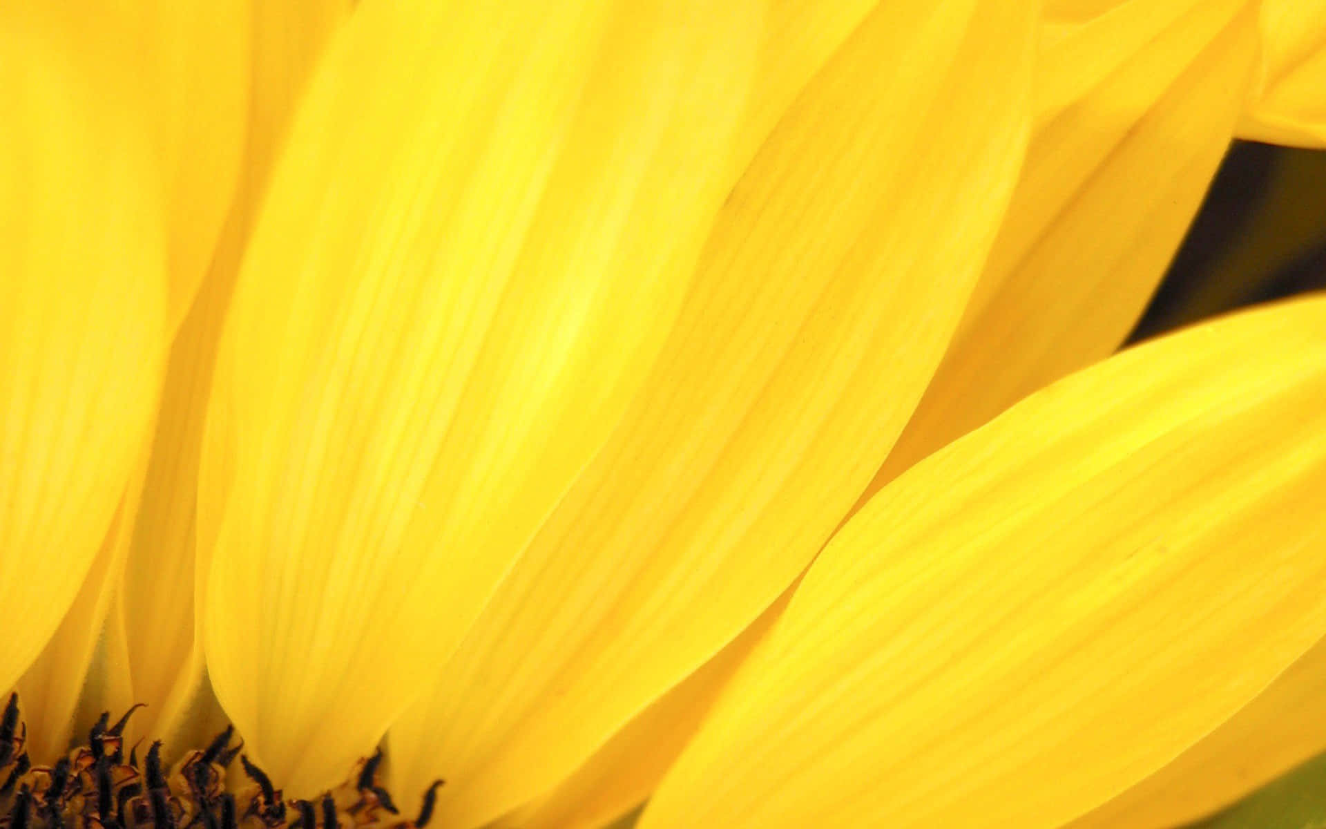 sunflower, vibrant yellow, macro shot, Full HD Desktop Wallpaper